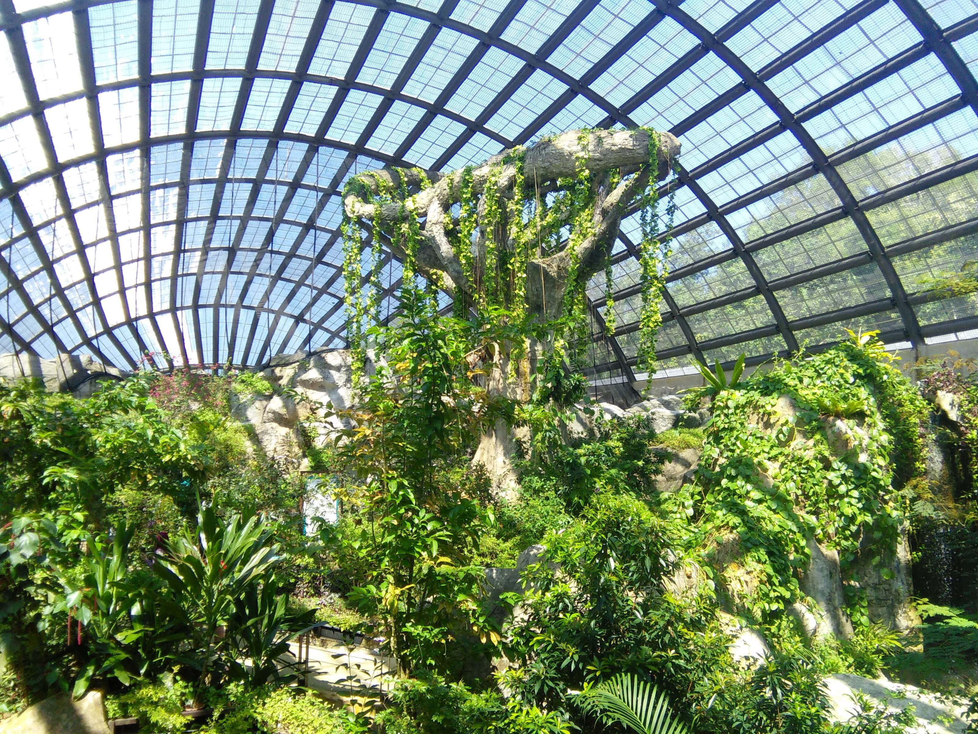 Butterfly Park 桌布 壁紙 — 茂密的熱帶叢林在巨大的玻璃穹頂下茁壯成長，中央有一棵巨大的樹木佔據主導地位。