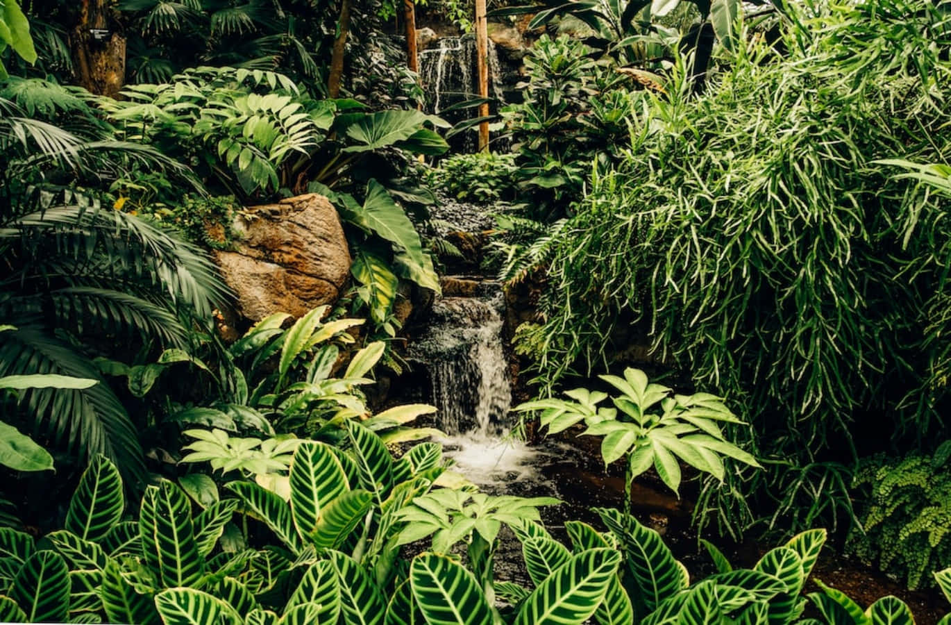 Rainforest 桌布 壁紙 — 茂密的熱帶叢林場景，瀑布傾瀉而下，周圍環繞著茂密的綠色樹葉和圖案葉子。