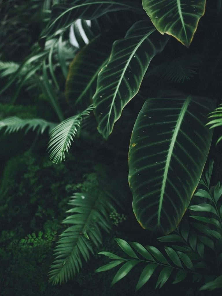 Plant 桌布 壁紙 — 茂密的熱帶植物，擁有帶明顯葉脈的大葉子和細嫩的蕨類植物，沐浴在柔和斑駁的光線中。