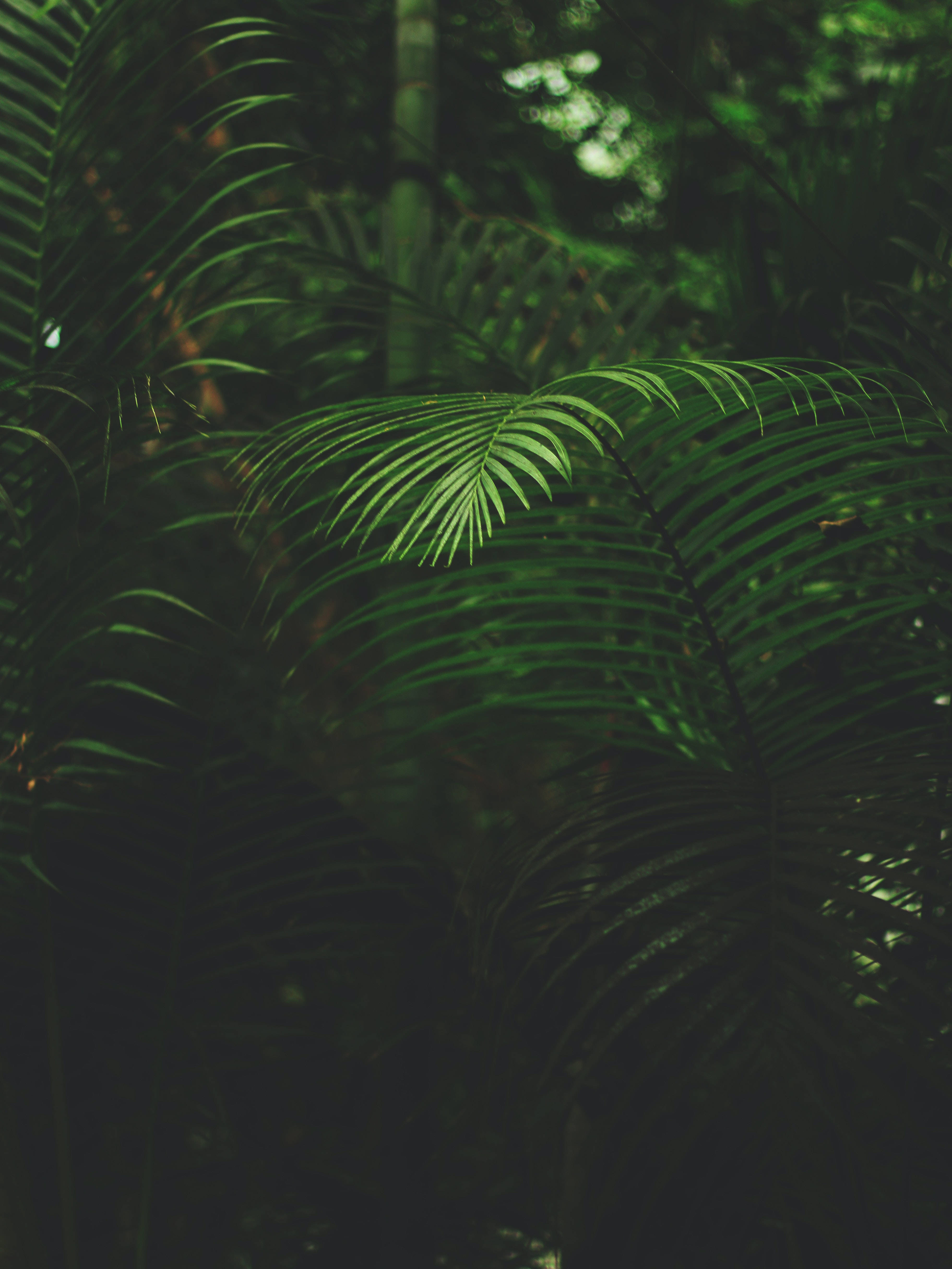 Plant 桌布 壁紙 — 茂密的熱帶樹葉，充滿活力的綠色葉片沐浴在柔和斑駁的陽光中，陽光透過茂密的叢林樹冠灑落。