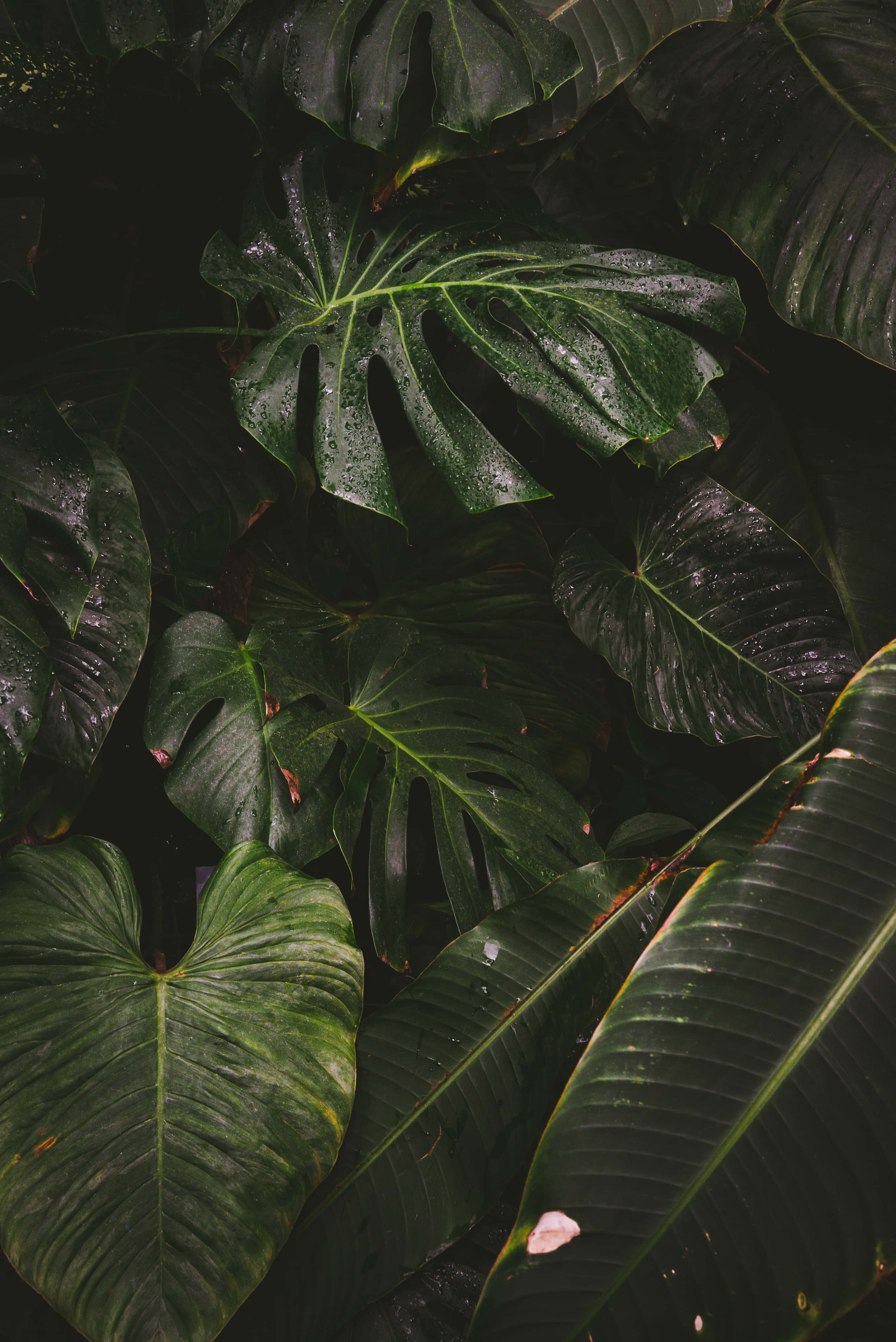 Monstera Leaf 桌布 壁紙 — 茂密的熱帶葉子，大而光亮的葉片上閃爍著雨滴，在陰暗的森林光線中。