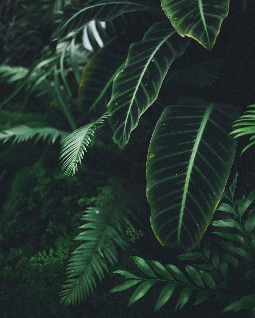 Garden 桌布 壁紙 — 茂密的熱帶葉片帶有深綠色葉脈，在黑暗陰影的叢林背景下柔和發光。