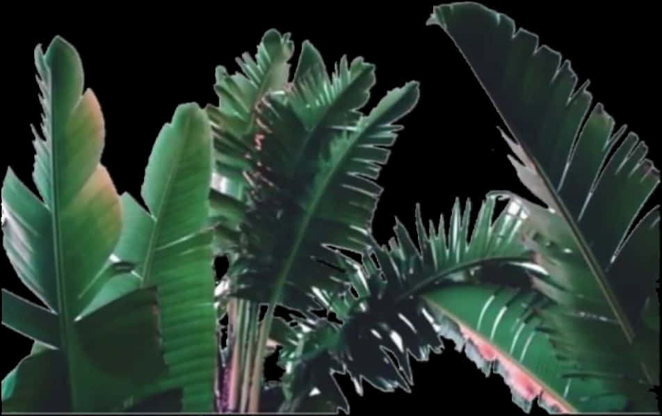 Leaves 桌布 壁紙 — 茂密的熱帶香蕉葉，邊緣呈鋸齒狀，在純黑色背景下閃耀。