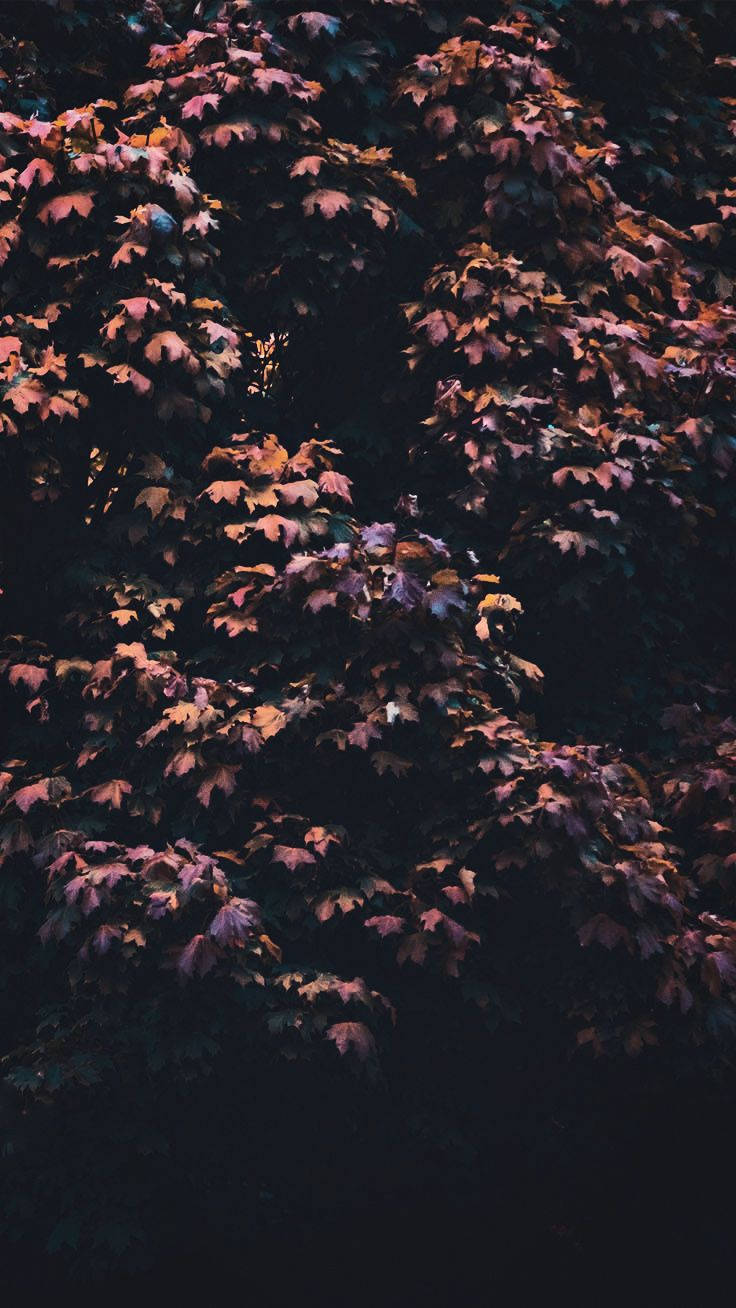 Leaves 桌布 壁紙 — 茂密的秋葉樹冠，在深邃陰影背景下散發著溫暖的紫色、橙色和紅色光芒。