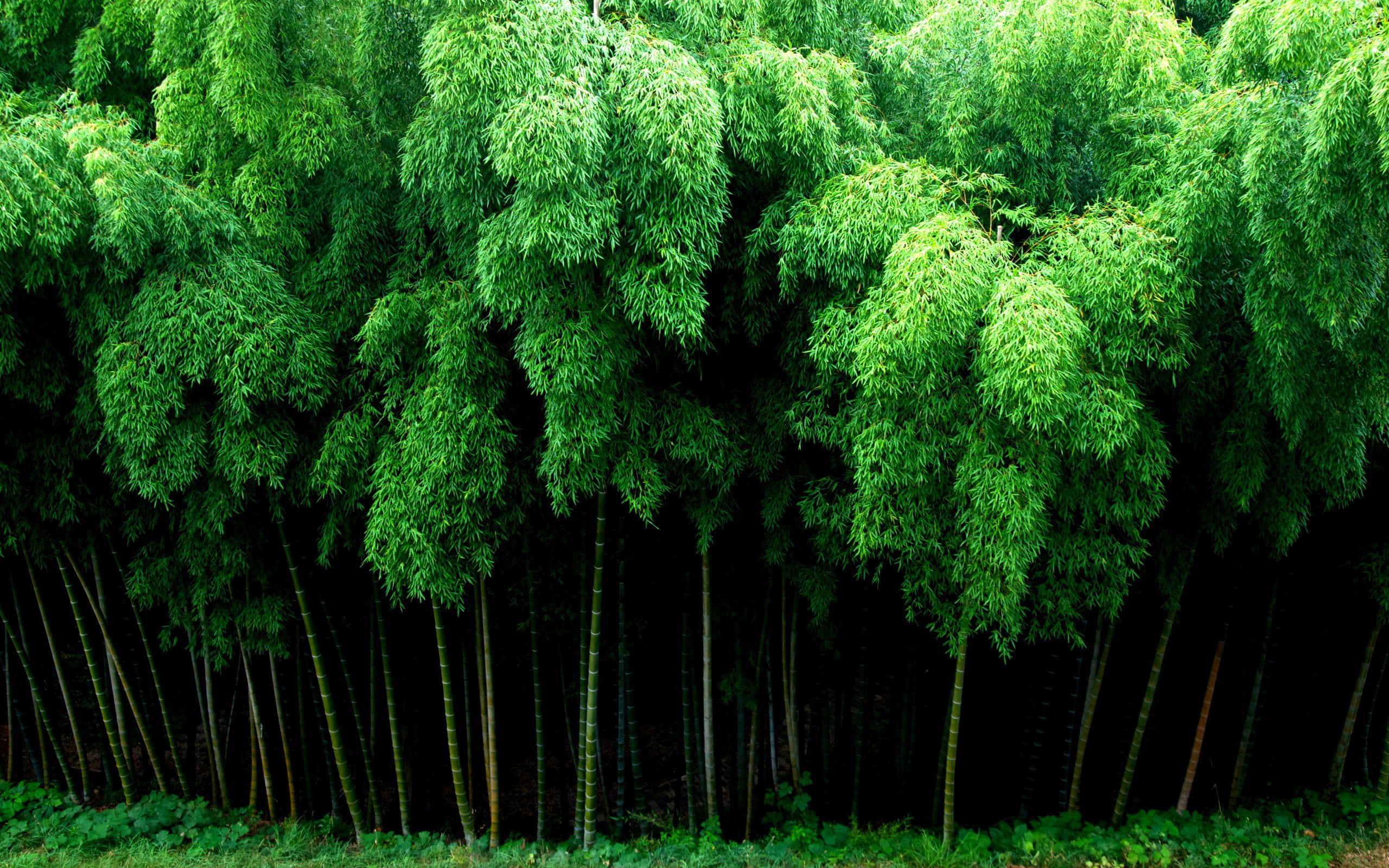 自然 桌布 壁紙 — 茂密的竹林，翠綠的樹冠和深色纖細的樹幹，營造出寧靜的自然牆。