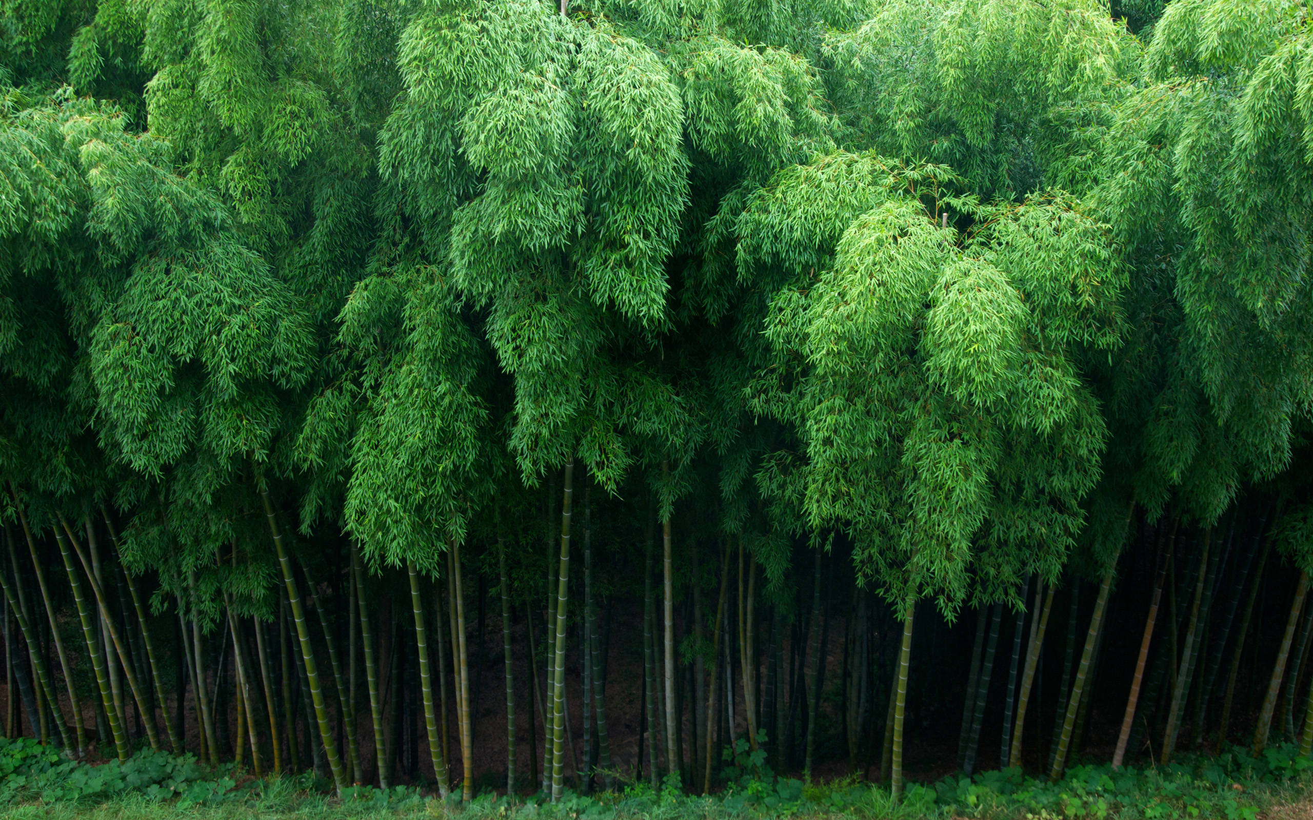 Bamboo 桌布 壁紙 — 茂密的竹林，高大纖細的竹竿和茂盛的綠葉，營造出寧靜的自然天篷。