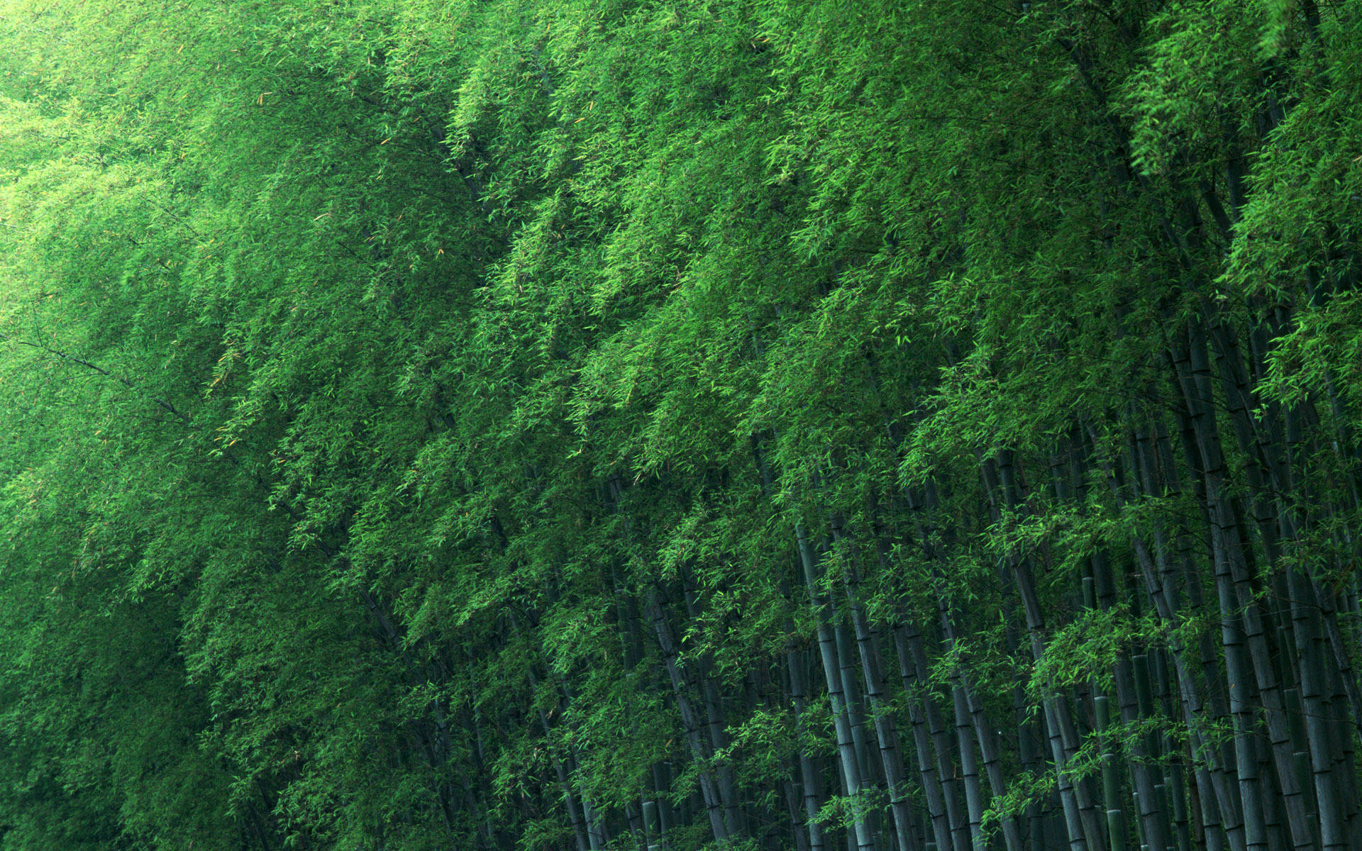 Bamboo 桌布 壁紙 — 茂密的竹林，高大纖細的竹竿和茂盛的綠色樹葉，形成寧靜的自然樹冠。