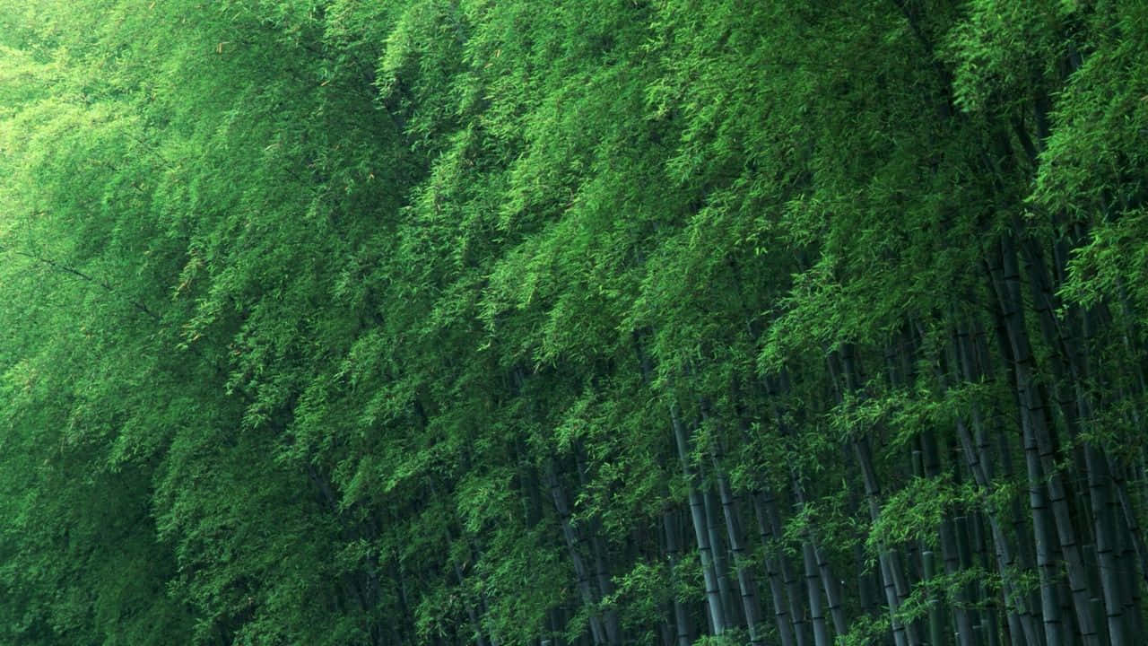 720p Bamboo 桌布 壁紙 — 茂密的竹林，高聳的綠色竹桿和茂盛的葉子營造出寧靜的自然天篷。