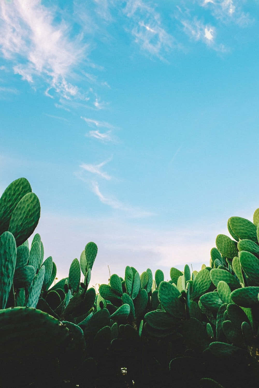 Cactus 桌布 壁紙 — 茂密的綠色仙人掌果仙人掌框住一片廣闊清澈的藍天，點綴著縷縷白雲。