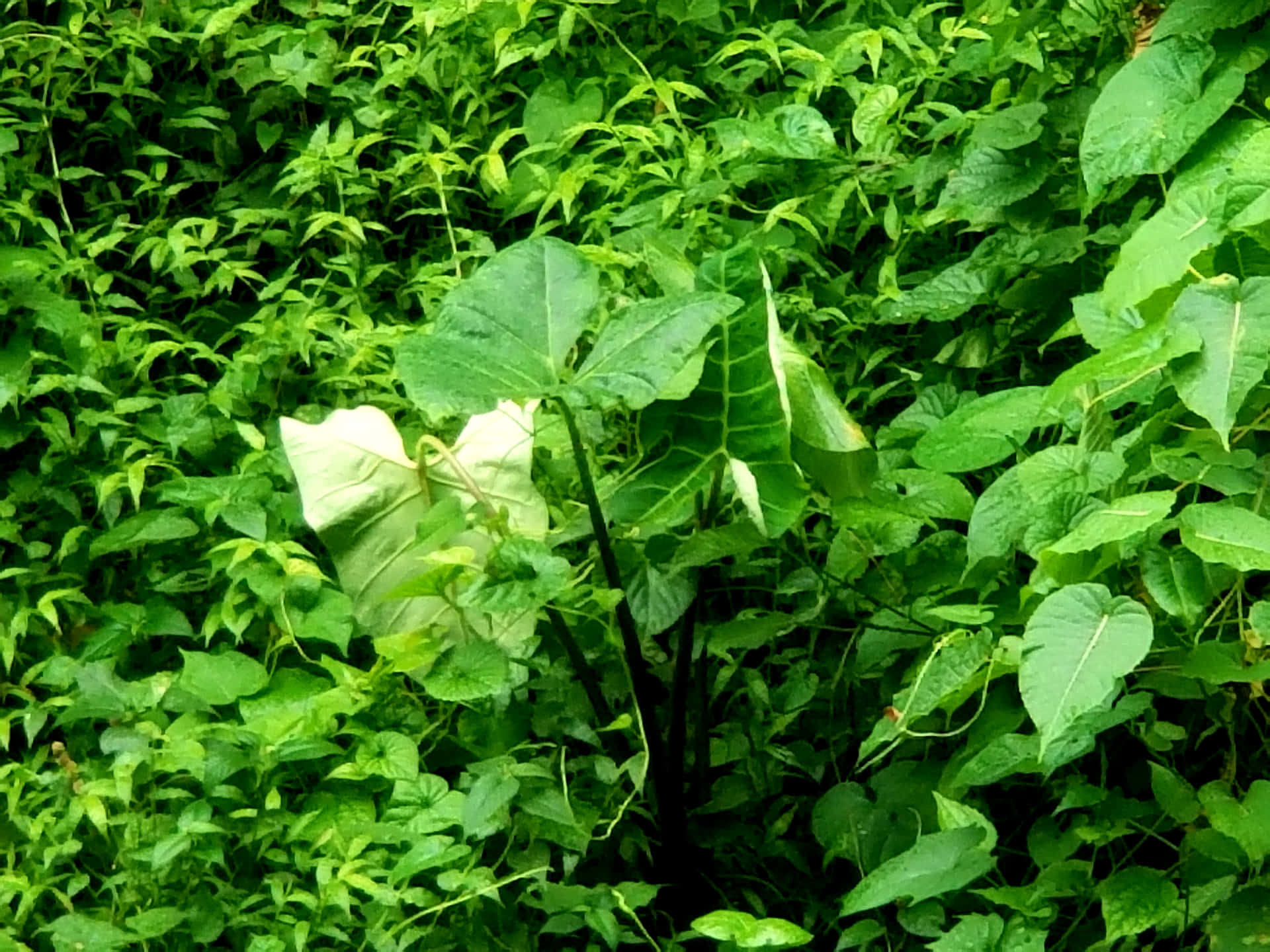 Cocoyam plant picture 壁紙 — 茂密的綠色叢林，中間有一棵大的闊葉植物突出。