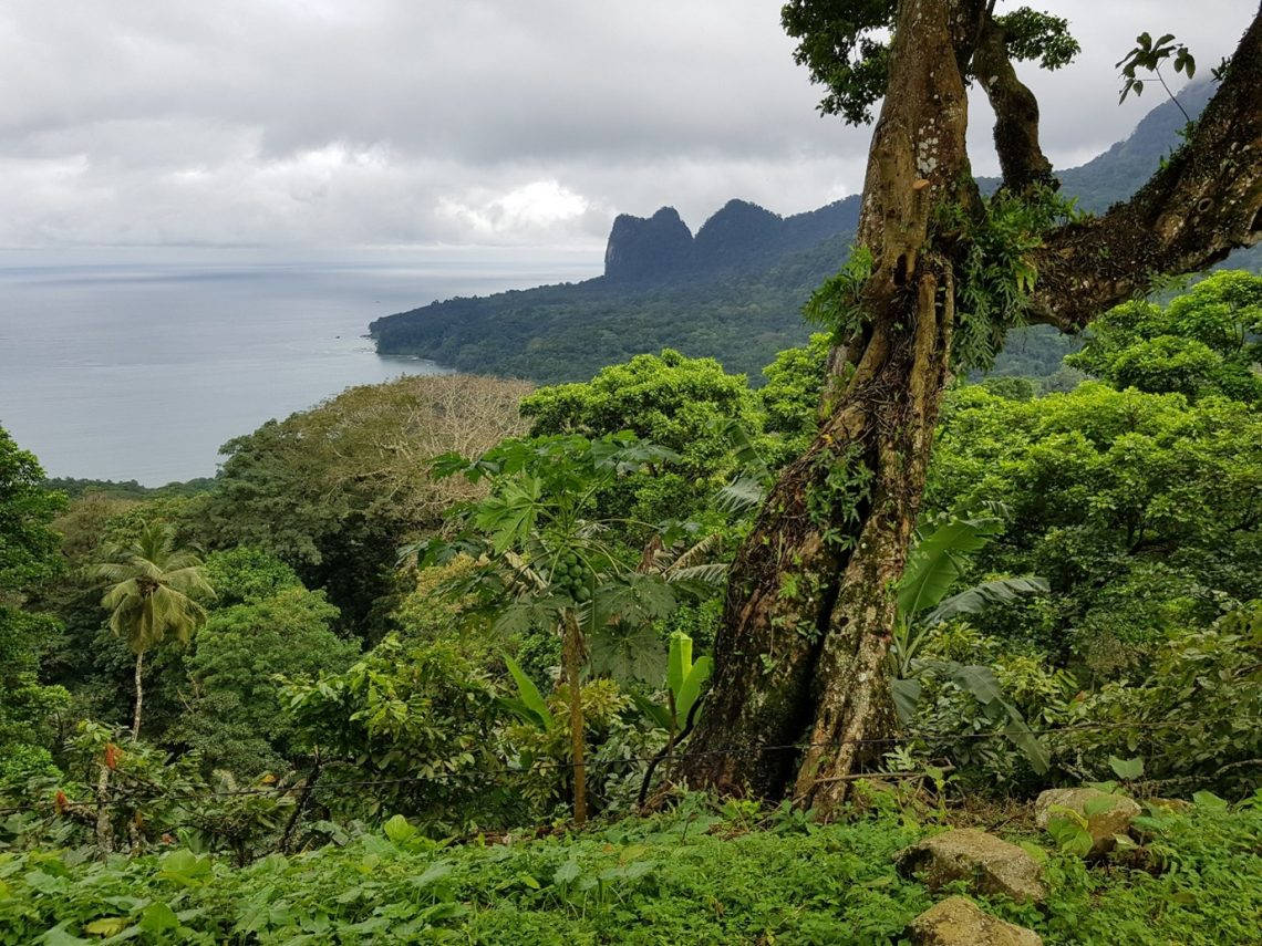 森林 桌布 壁紙 — 茂密的綠色叢林前景框住了一片迷霧海洋景色，遠處山頂在陰天之下。