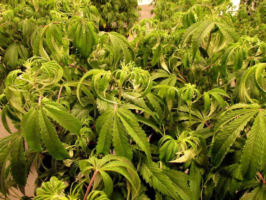 Pot Leaf 桌布 壁紙 — 茂密的綠色大麻植物，帶有鋸齒狀葉片，在明亮的室內種植燈光下茁壯生長，處於密集的室內種植環境中。
