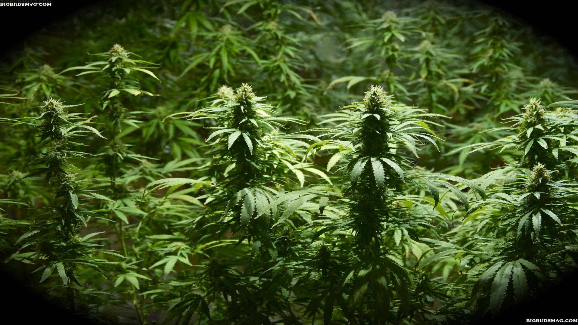 大麻 桌布 壁紙 — 茂密的綠色大麻植物，帶有鋸齒狀葉子和萌芽的花朵，在密集的室內農場中在人造生長燈下茁壯成長。