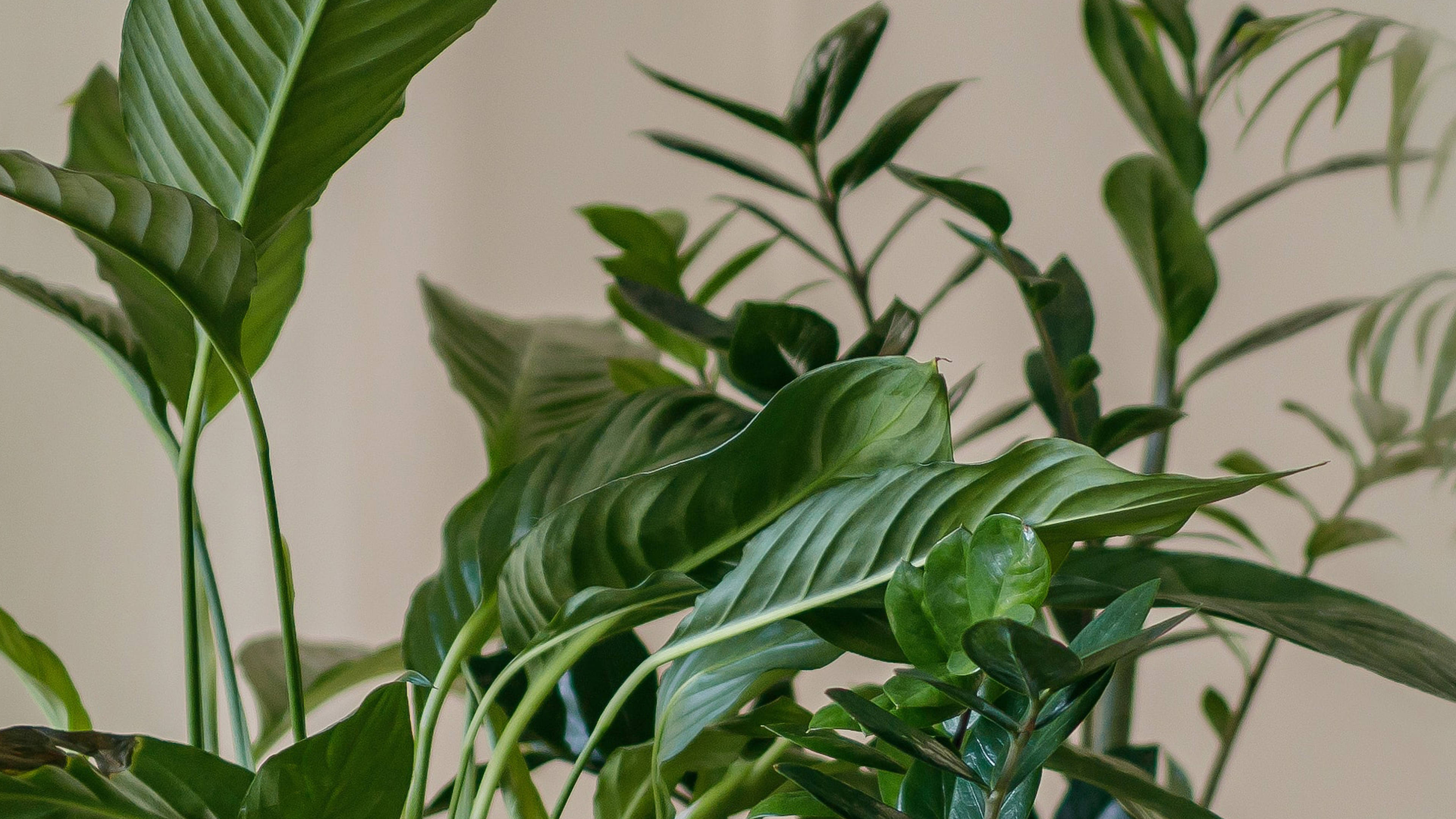 Minimalist Plant 桌布 壁紙 — 茂密的綠色室內植物，葉片寬闊有光澤，填滿了畫面，背景是柔和的米色牆壁。