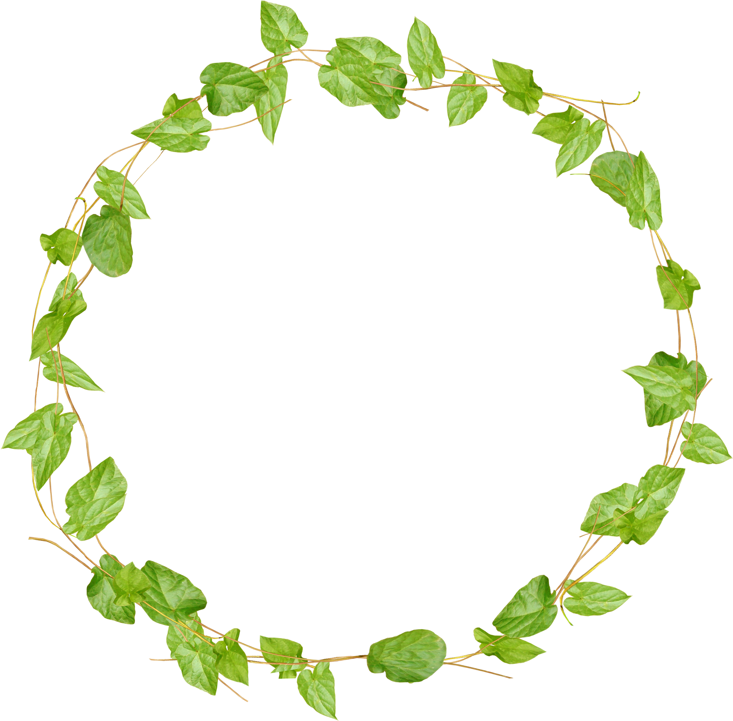 Leaf Border 桌布 壁紙 — 茂密的綠色常春藤藤蔓在純黑色背景上形成完美的圓形花環。