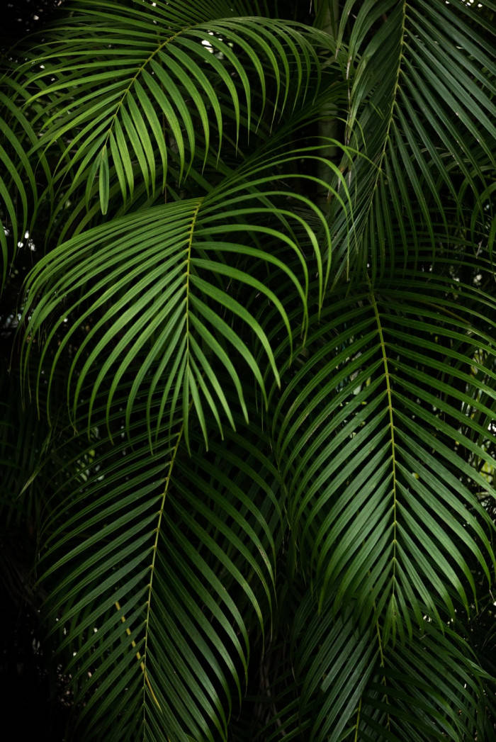 Plant Aesthetic 桌布 壁紙 — 茂密的綠色棕櫚葉在深色背景下優雅地拱起，營造出豐富的熱帶質感。