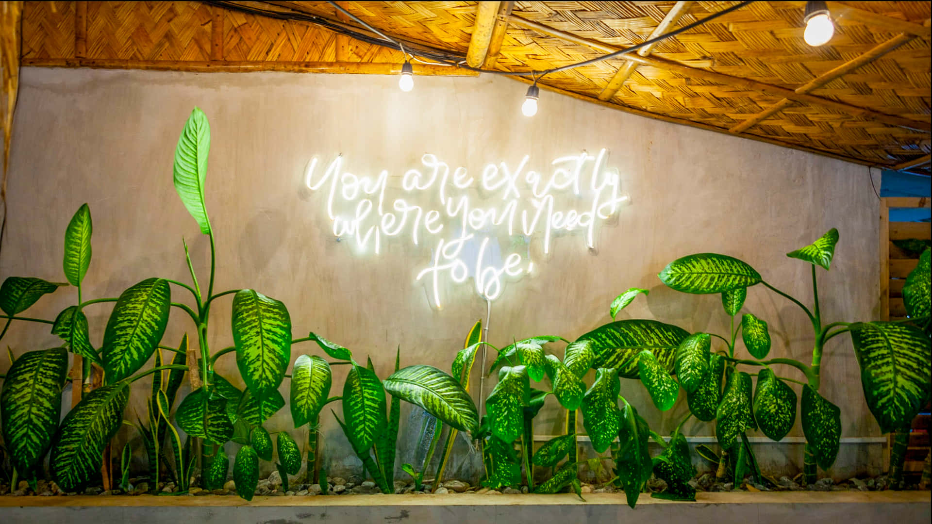 You are exactly where you need to be 壁紙 — 茂密的綠色植物圍繞著一個發光的霓虹燈牌，上面寫著「你正正身處你應該在的地方」，背景是織物天花燈下的紋理牆壁。