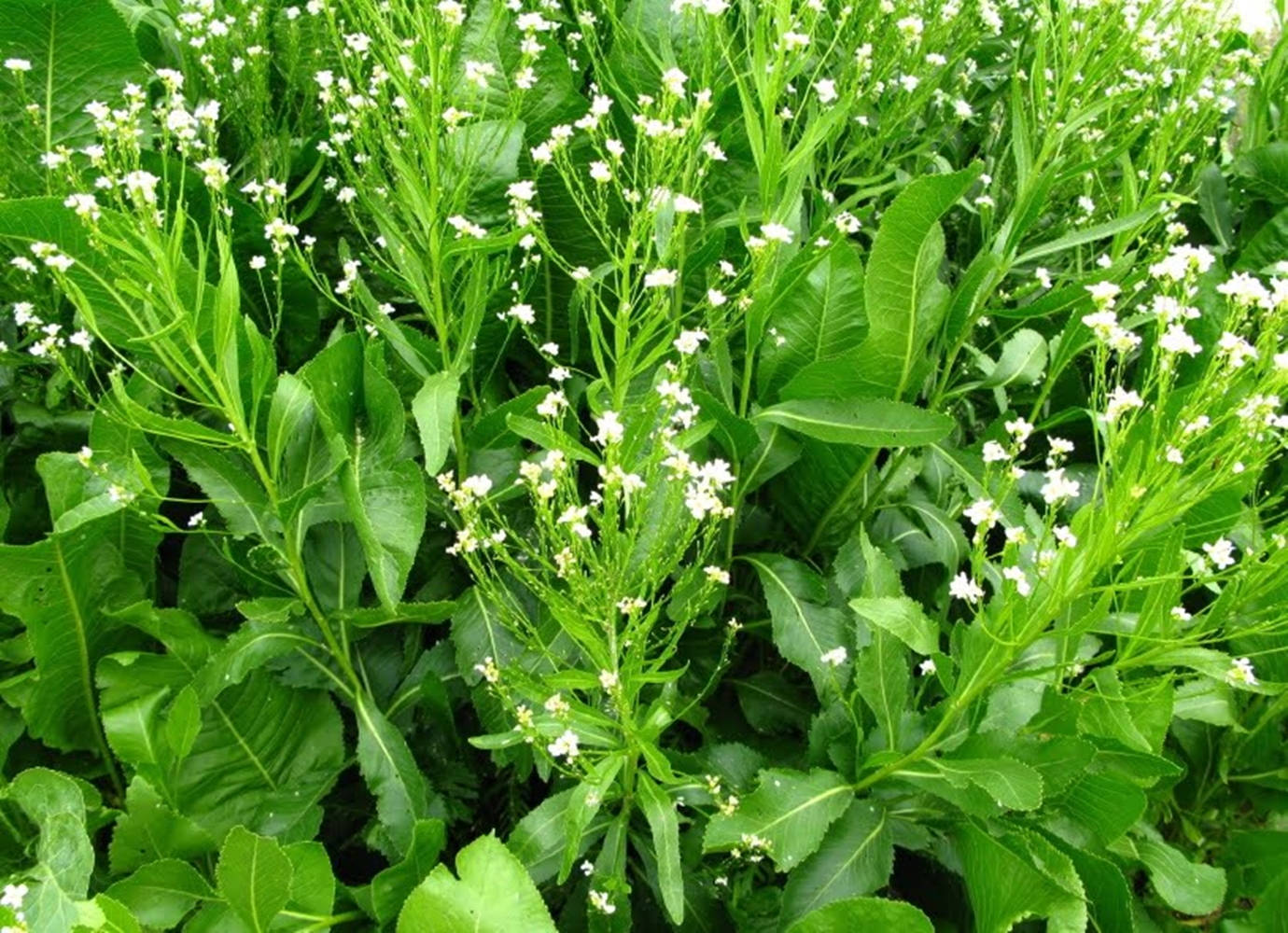 Plant 桌布 壁紙 — 茂密的綠色植物開著精緻的白色花朵，在充滿活力的自然田野中密集綻放。