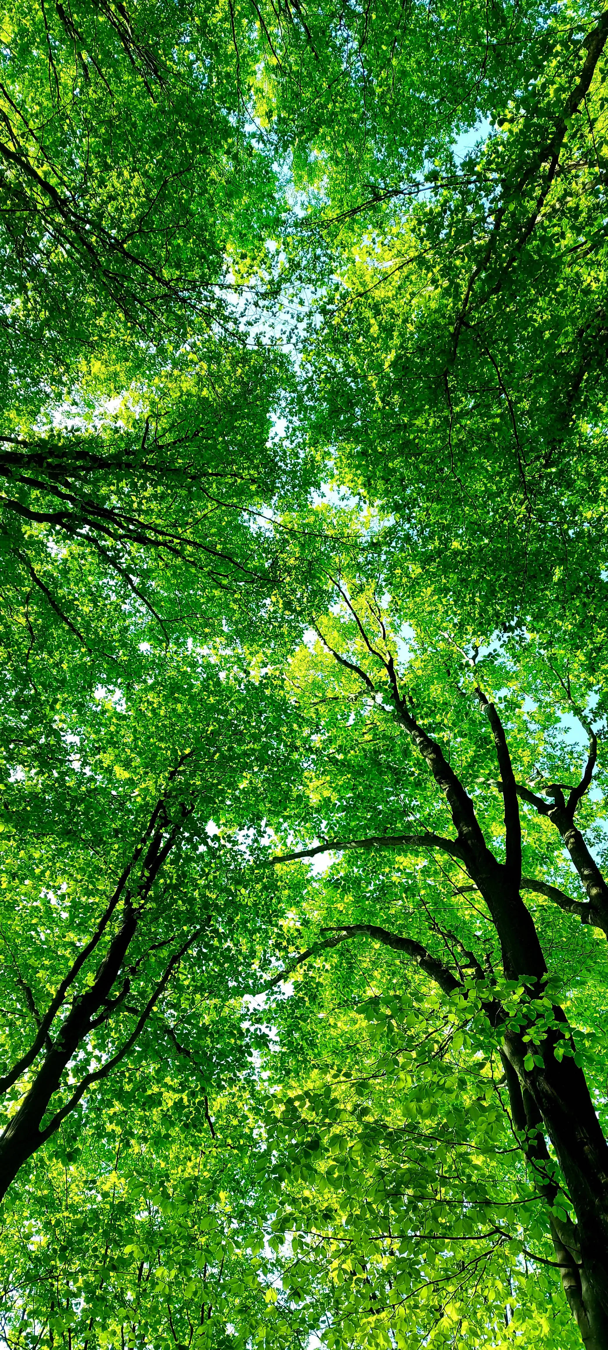 手機 桌布 壁紙 — 茂密的綠色樹冠在頭頂拱起，陽光穿過樹枝灑落在鬱鬱蔥蔥的森林中。
