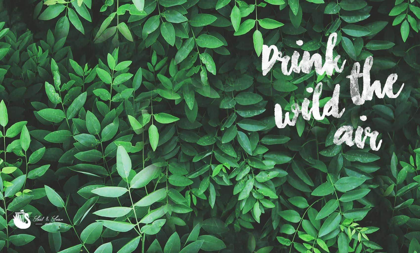 葉子 桌布 壁紙 — 茂密的綠色樹葉形成了手寫短語 drink the wild air 的白色字體的濃密背景。