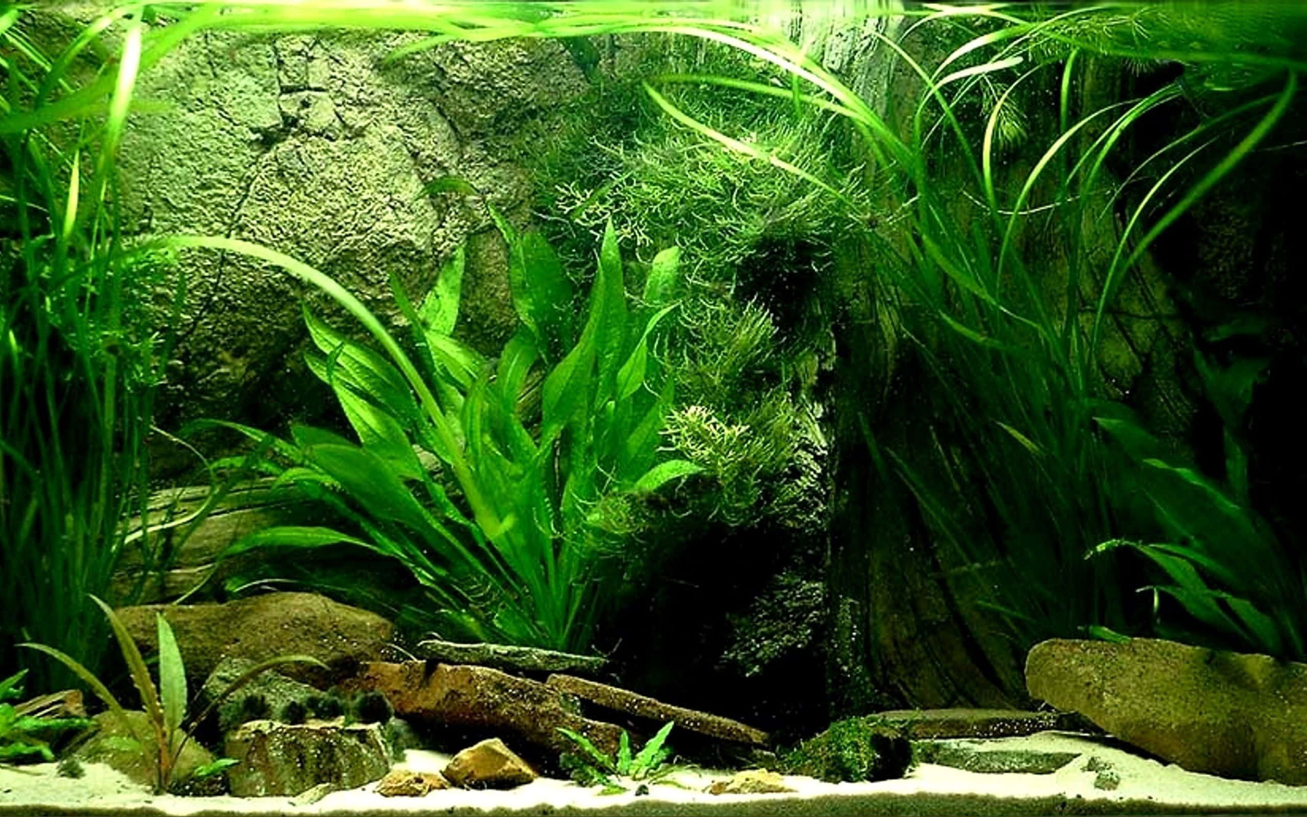 綠色美學 桌布 壁紙 — 茂密的綠色水生植物和苔蘚在陽光照射的水族箱中，圍繞岩石和浮木密集生長。