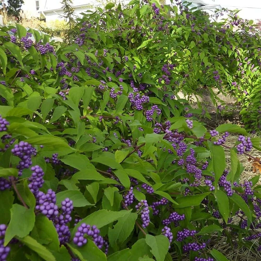 Purple Berries 桌布 壁紙 — 茂密的綠色灌木叢，掛滿了一簇簇鮮豔的紫色漿果，沐浴在明亮的日光下。