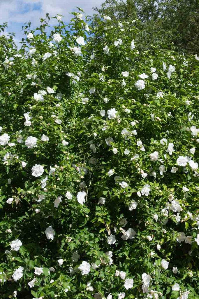Hibiscus 桌布 壁紙 — 茂密的綠色灌木在明亮的藍天和零星白雲下盛開著大量白色花朵。