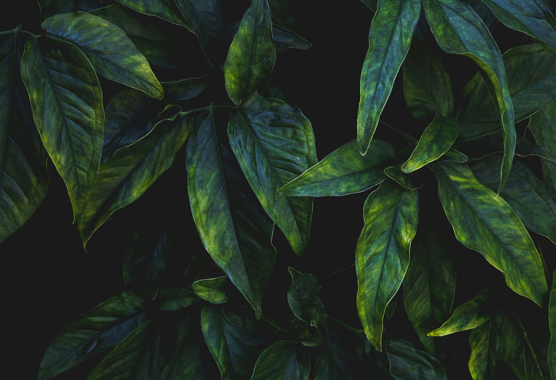 Greenery 桌布 壁紙 — 茂密的綠色葉片帶有紋理葉脈，在深黑色背景下戲劇性地發光，呈現特寫鏡頭。