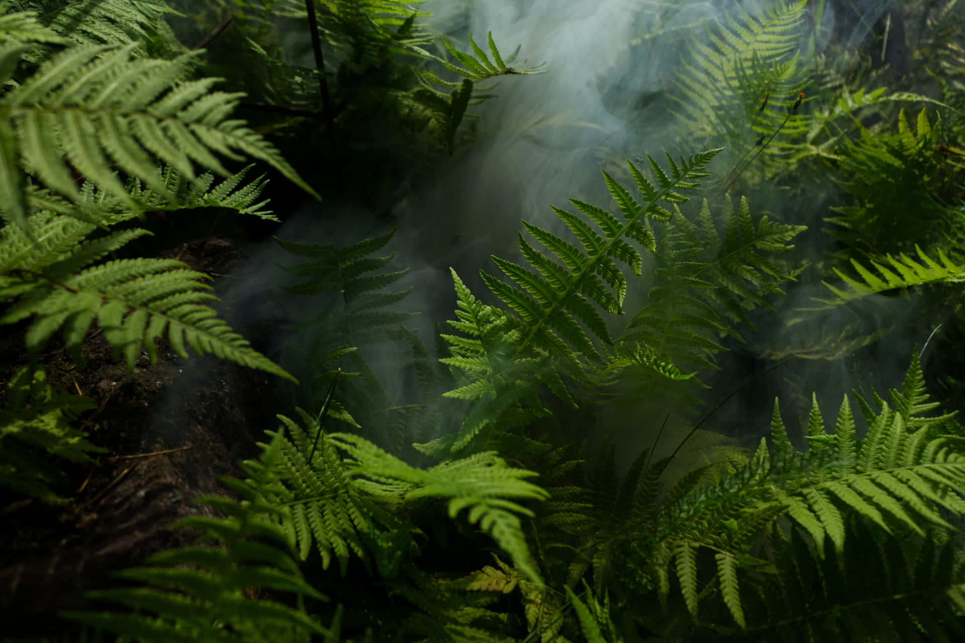 Green Jungle 桌布 壁紙 — 茂密的綠色蕨類植物在昏暗光線中閃耀，輕柔的薄霧飄過它們纖細的葉片，在寧靜的森林地面上。