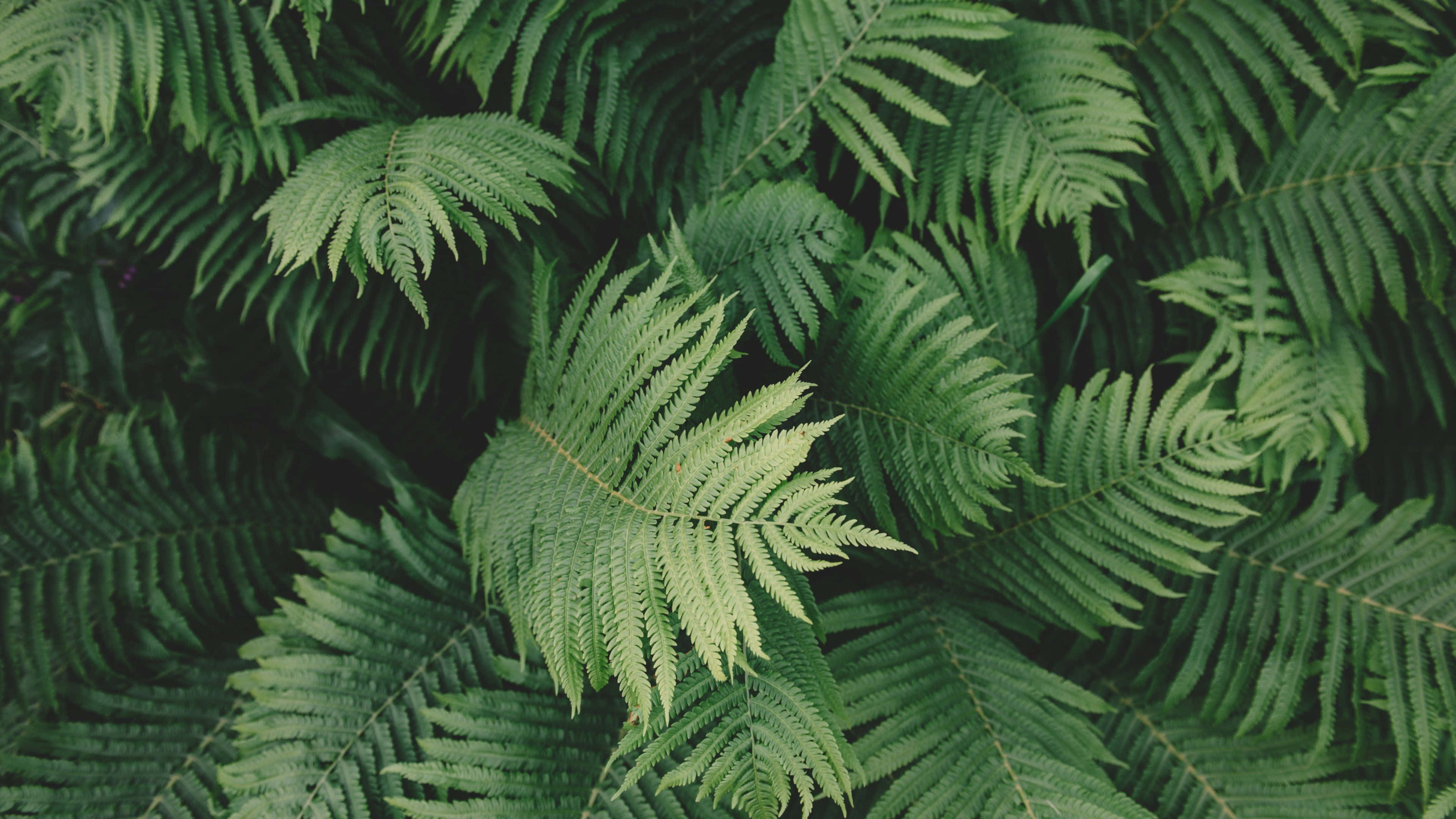 美感電腦 桌布 壁紙 — 茂密的綠色蕨類植物樹冠，葉片圖案精緻，光線柔和自然。