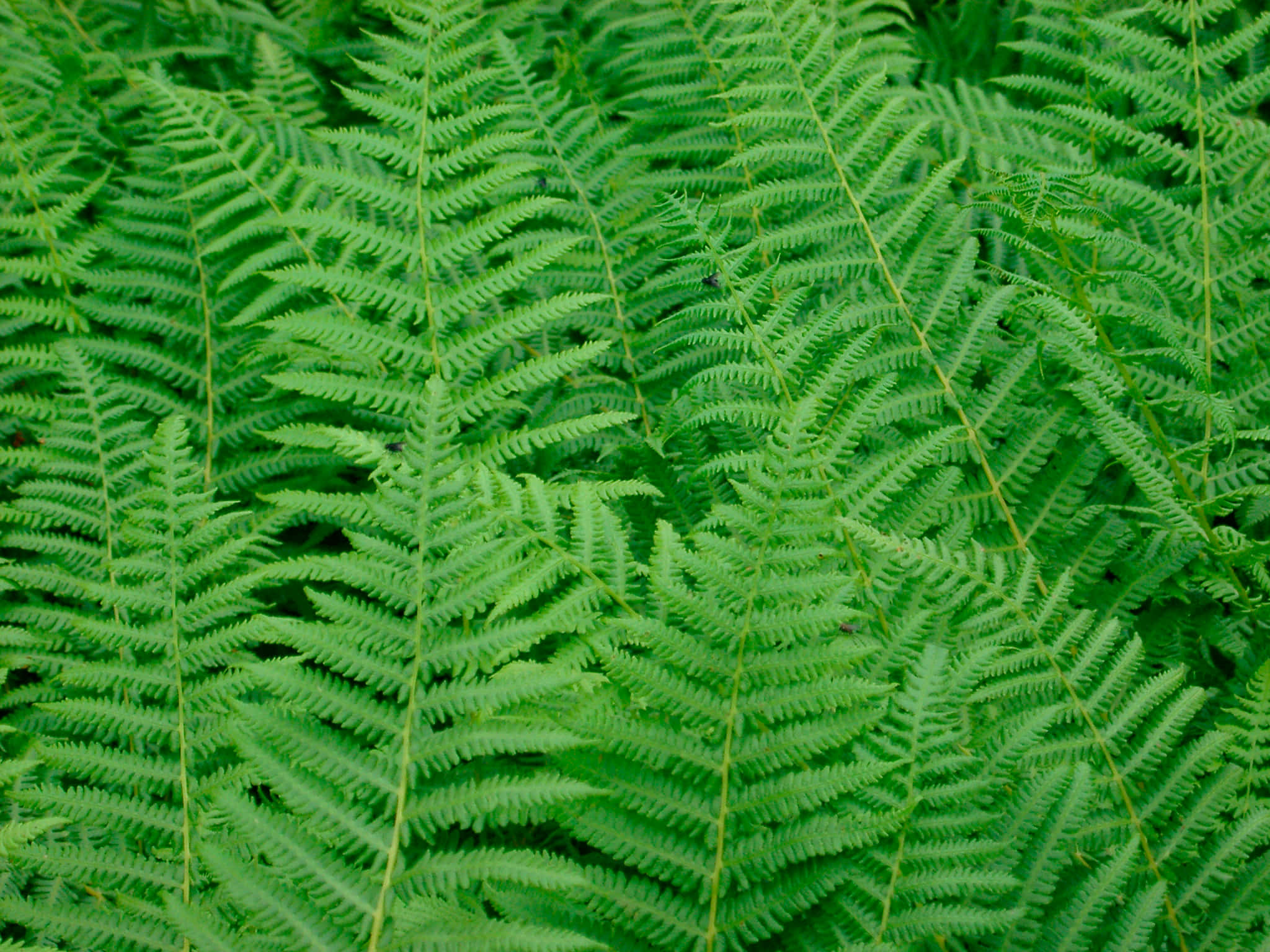 Green Fern 桌布 壁紙 — 茂密的綠色蕨類植物特寫，帶有複雜的葉片圖案和柔和自然光線。