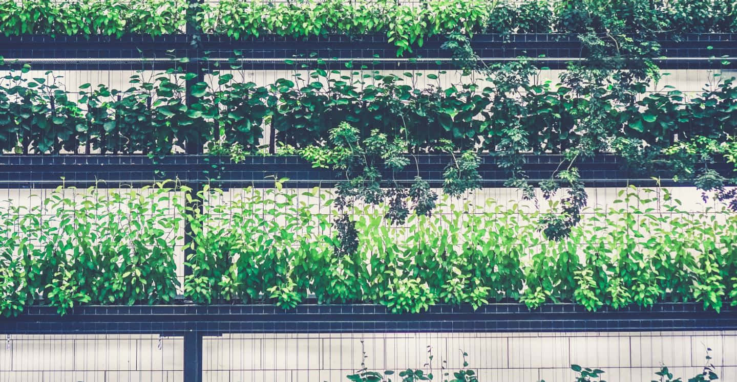 Herb Garden 桌布 壁紙 — 茂密的綠色藤蔓沿著現代化的棚架系統傾瀉而下，映襯著明亮的白色牆壁，營造出充滿活力的城市花園牆。