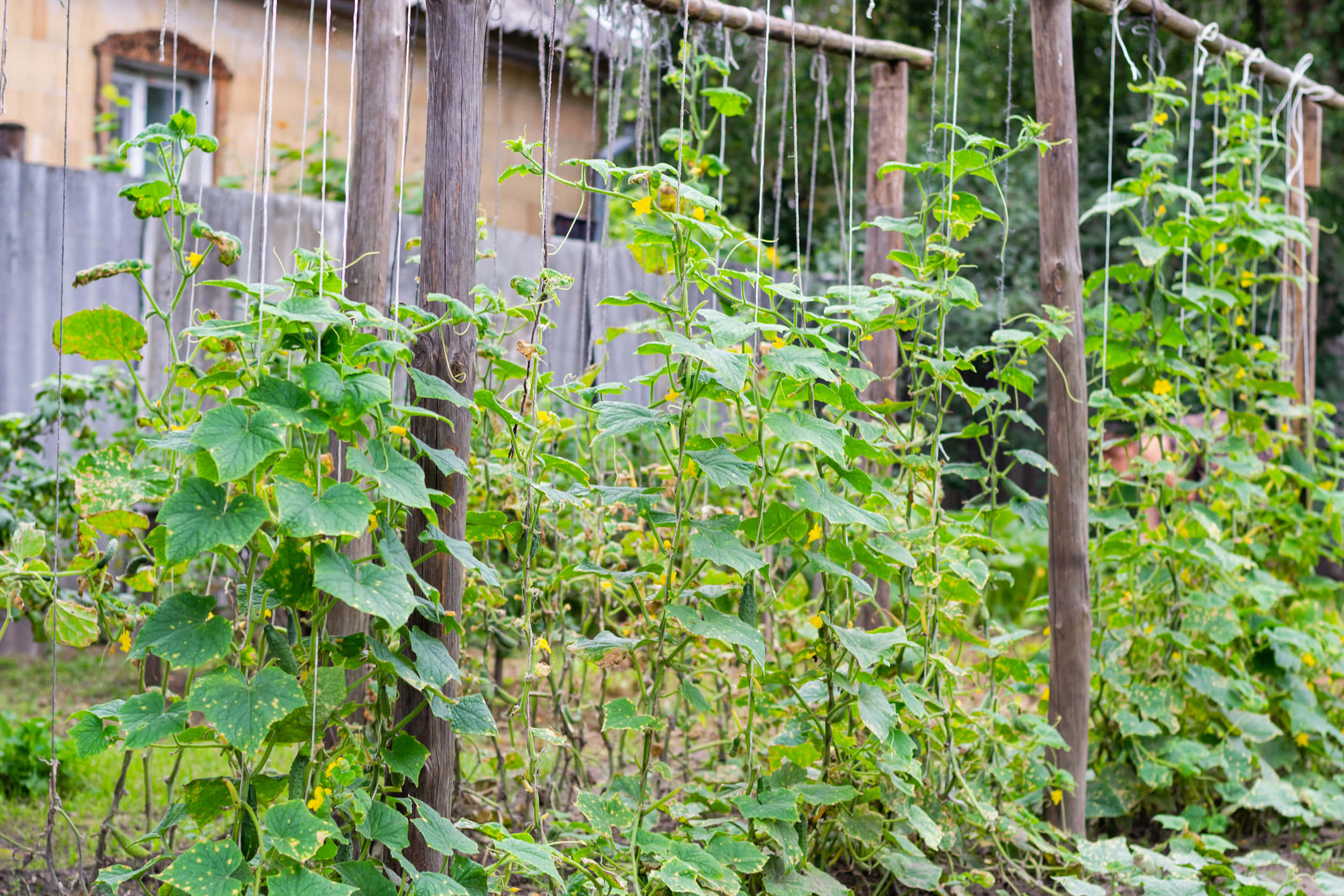 Garden 桌布 壁紙 — 茂密的綠色黃瓜藤攀爬在木製棚架上，陽光灑滿後院花園，背景是一座質樸的房子。