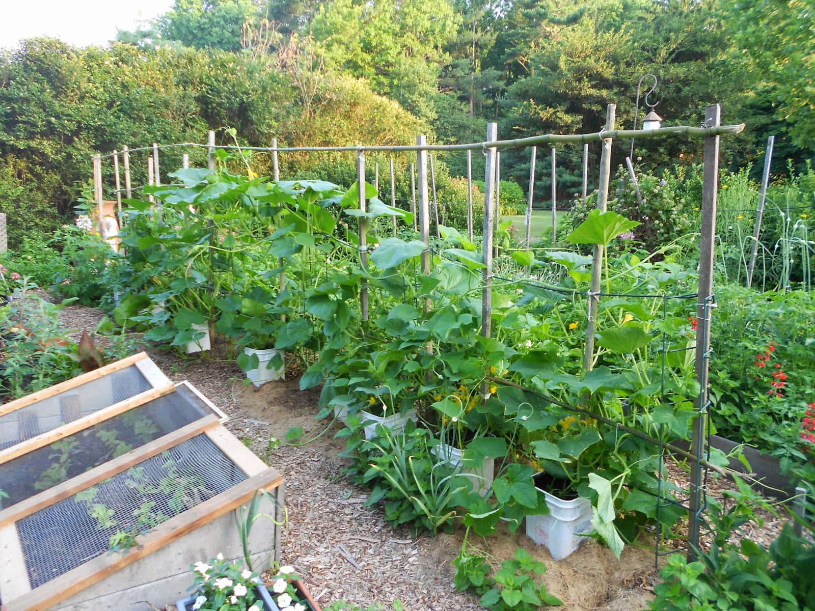 Garden 桌布 壁紙 — 茂密的綠色黃瓜藤攀爬在木製棚架上，位於陽光明媚的後院花園中，帶有冷框和覆蓋物的小徑。