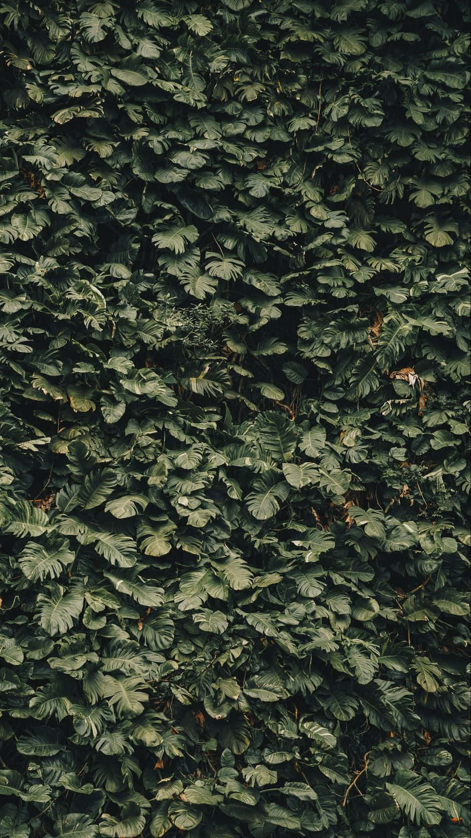 Olive Green iPhone 桌布 壁紙 — 茂密的綠色龜背竹葉牆營造出豐富紋理的熱帶樹冠。