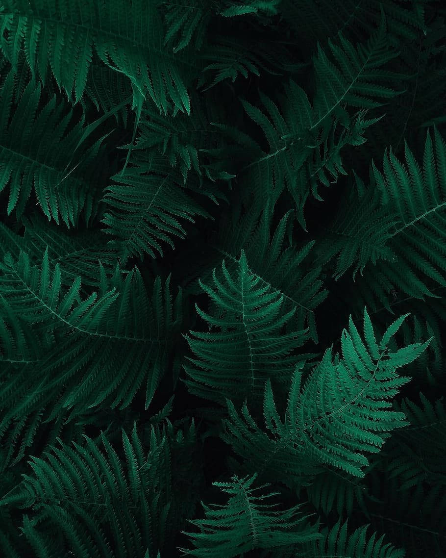 自然 桌布 壁紙 — 茂密的翠綠蕨葉在濃密陰暗的樹葉中重疊，形成豐富紋理的自然圖案。