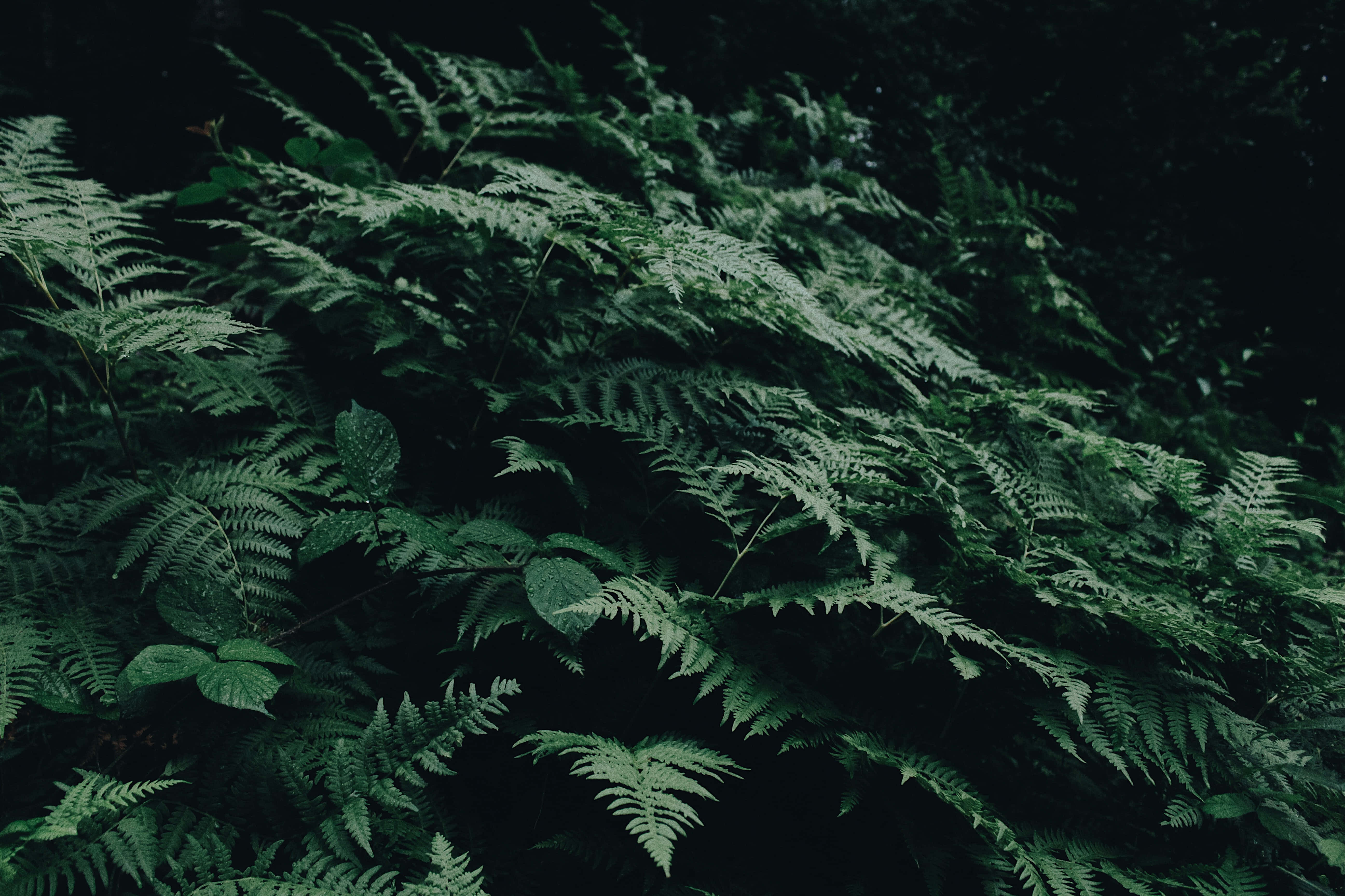 Green Fern 桌布 壁紙 — 茂密的蕨類植物帶有複雜的葉片，在昏暗的森林光線中柔和地發光，營造出寧靜而神秘的自然場景。