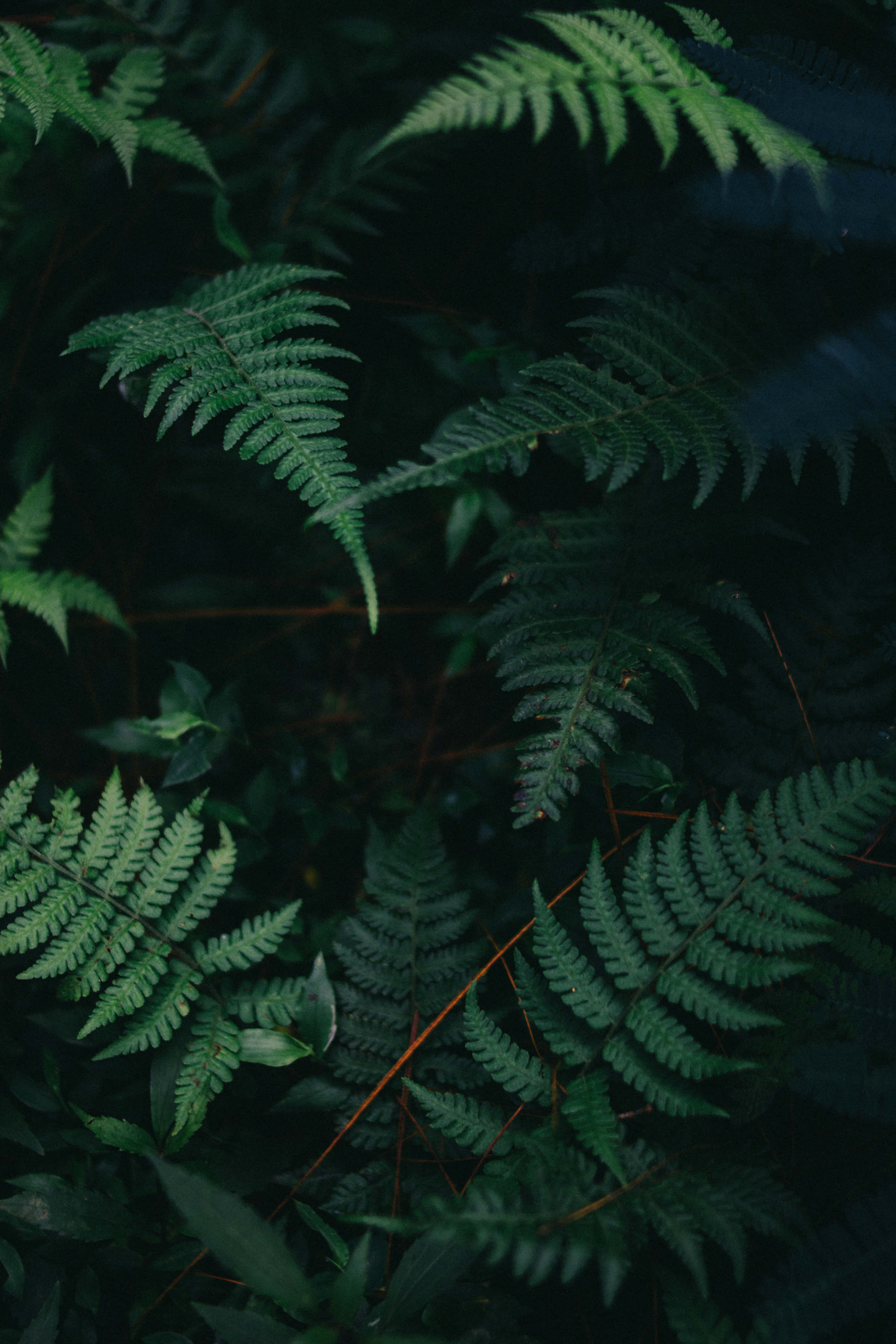 Fern 桌布 壁紙 — 茂密的蕨類葉片在深綠色調中，配合柔和自然光線，營造出濃密陰暗的森林地面質感。