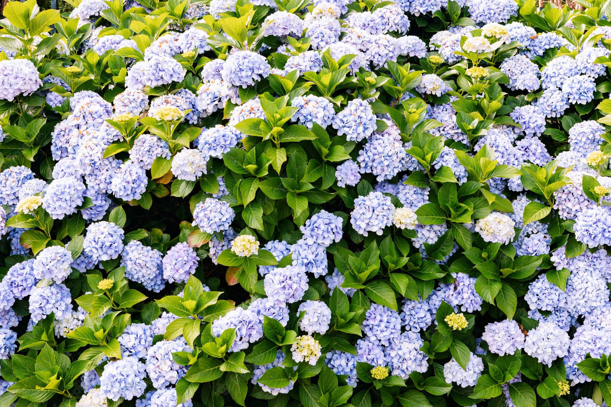 Flowers 桌布 壁紙 — 茂密的藍色和白色繡球花叢，搭配鮮綠色的葉子，盛開綻放。