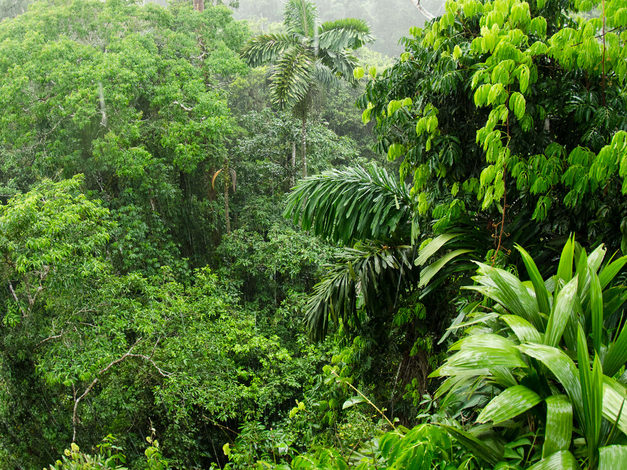 森林 桌布 壁紙 — 茂密的雨林樹冠在霧濛濛的傾盆大雨下茁壯成長，擁有充滿活力的綠色樹葉和高聳的棕櫚樹。