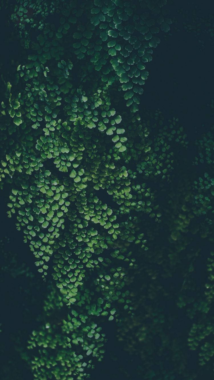 Plants iPhone 桌布 壁紙 — 茂密的鮮綠色蕨類葉片形成瀑布般的層次，在黑暗而富有氣氛的背景下，營造出豐富的有機質感。