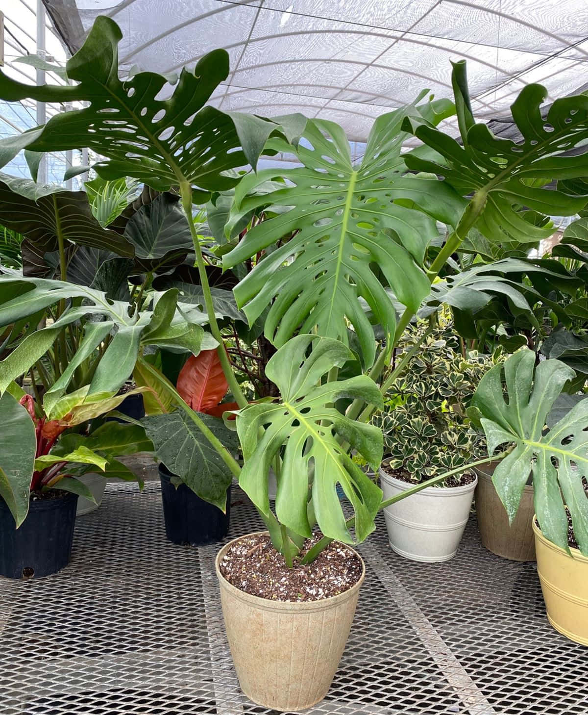 龜背芋 桌布 壁紙 — 茂密的龜背竹植物，帶有大型穿孔葉片，在明亮的溫室中，在透光屋頂下茁壯成長。