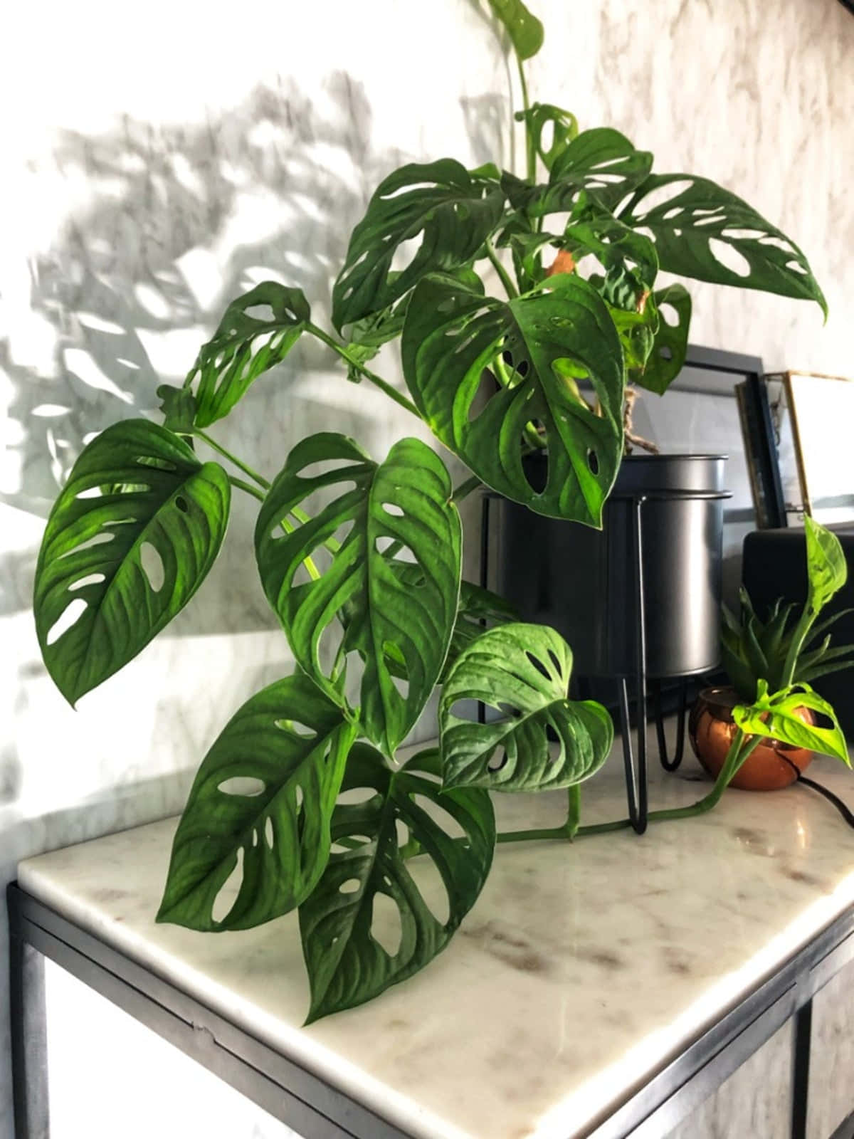龜背芋 桌布 壁紙 — 茂密的龜背竹植物，帶有穿孔的葉子，在明亮的現代室內環境中，在白色大理石架子上投下戲劇性的陰影。