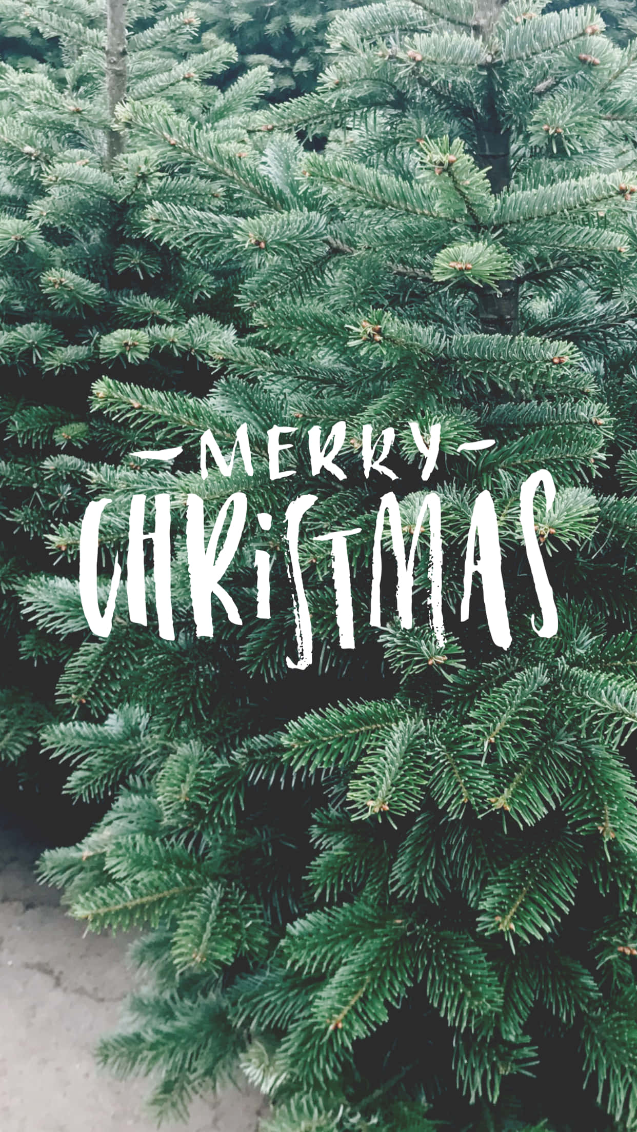 iPhone Christmas Aesthetic 桌布 壁紙 — 茂密綠色松樹枝的特寫，帶有白色手寫 '聖誕快樂' 文字疊加。