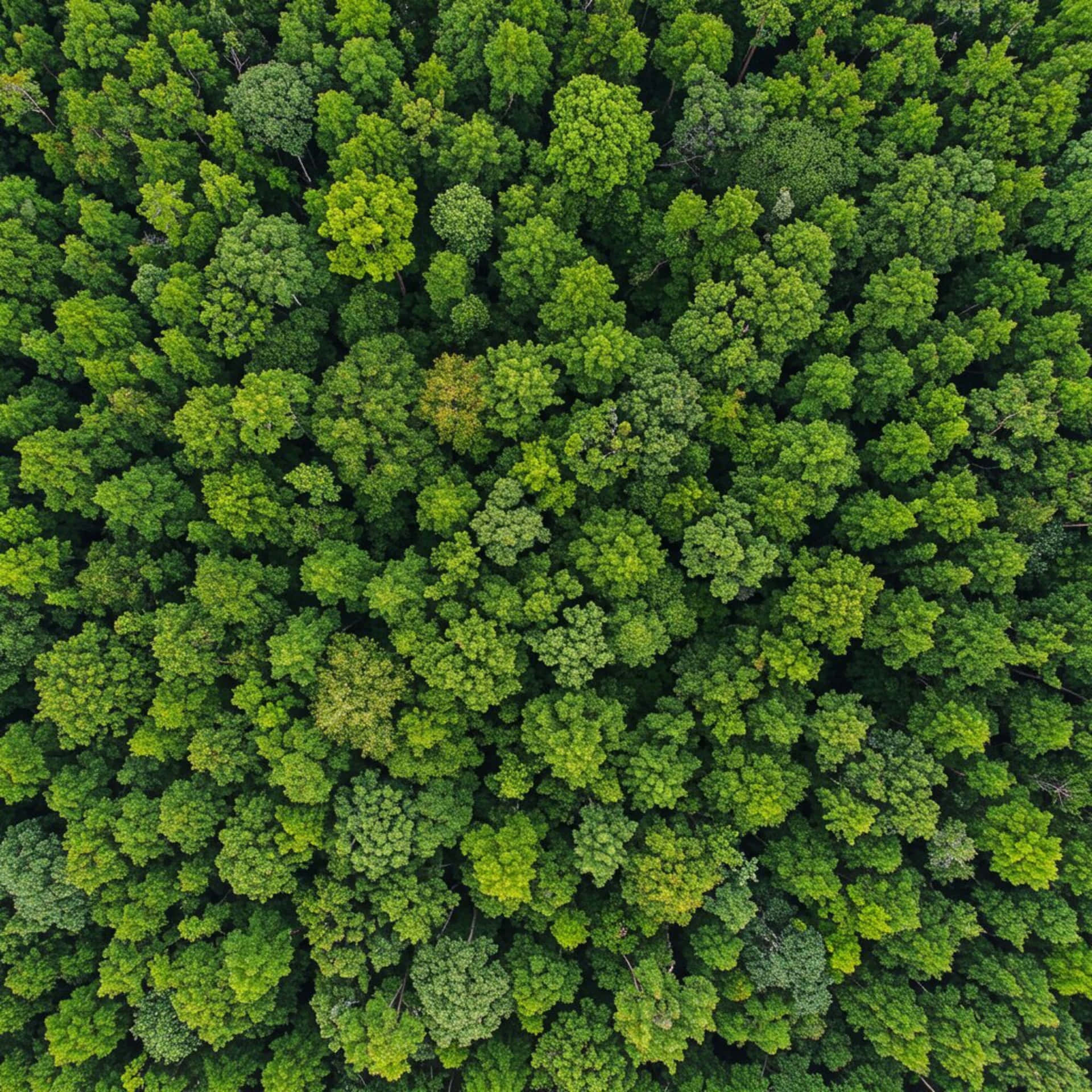 Trees seen from above 壁紙 — 茂密綠色森林樹冠的鳥瞰圖，樹冠多樣，色彩漸變微妙。