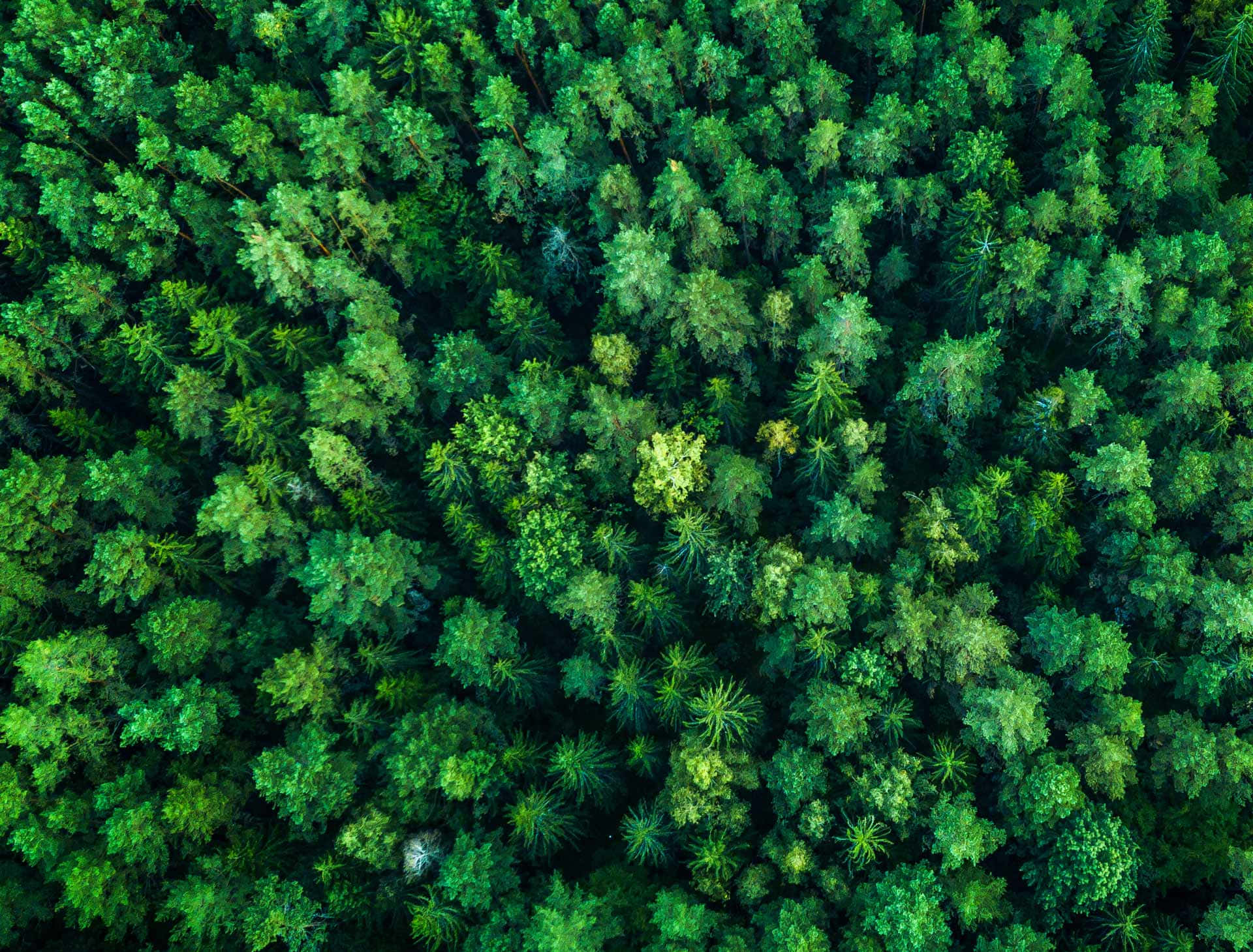 Forest Conservation 桌布 壁紙 — 茂密綠色森林樹冠的鳥瞰圖，樹葉呈現不同深淺色調，陽光零星穿透而過。