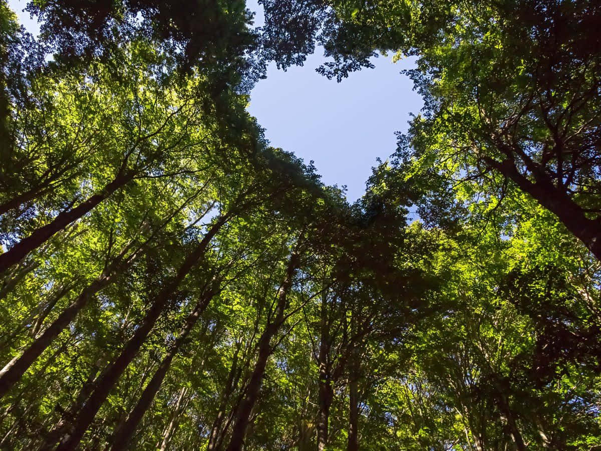 Forest Conservation 桌布 壁紙 — 茂密綠色樹冠中有一個心形缺口，顯露出高聳樹木上方清澈的藍天。