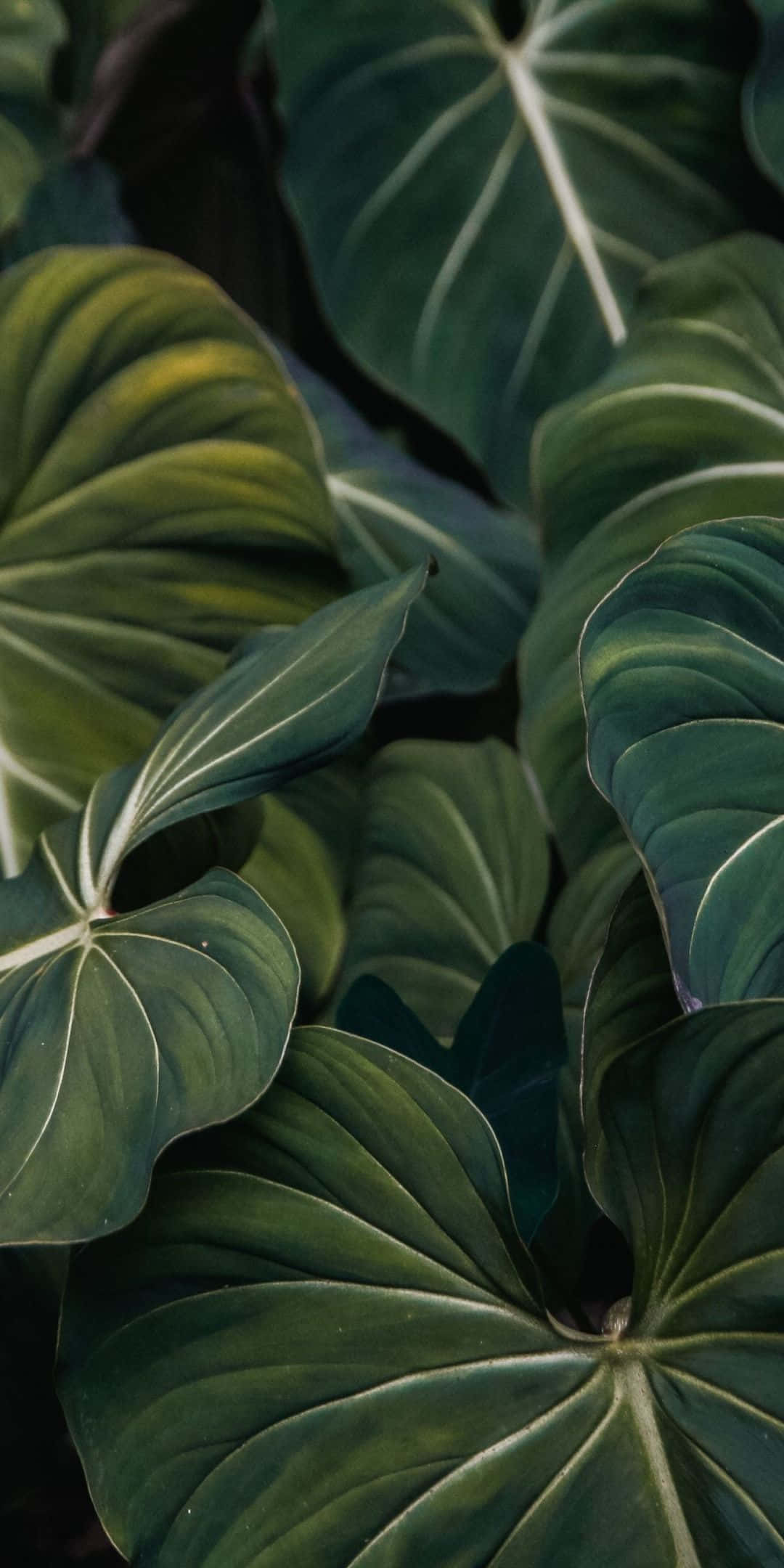 Plant Phone 桌布 壁紙 — 茂密綠色熱帶葉子的特寫，帶有突出的葉脈和柔和陰影，營造出寧靜的自然紋理。