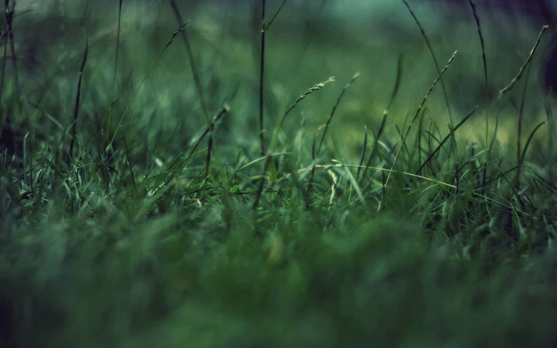 Green Grass 桌布 壁紙 — 茂密綠色草葉的特寫，具有淺景深和柔和自然光線。