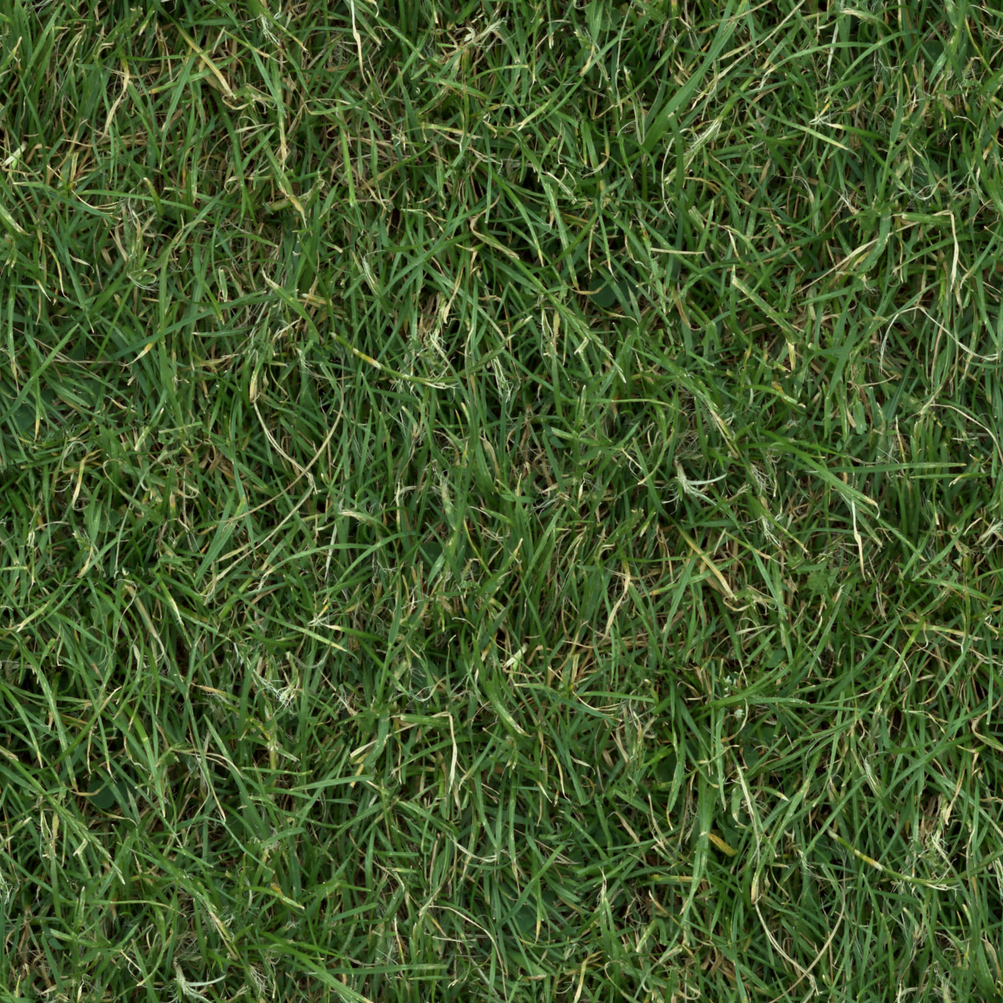Grass Texture 桌布 壁紙 — 茂密綠色草葉的特寫，帶有微妙的黃色尖端和自然紋理。